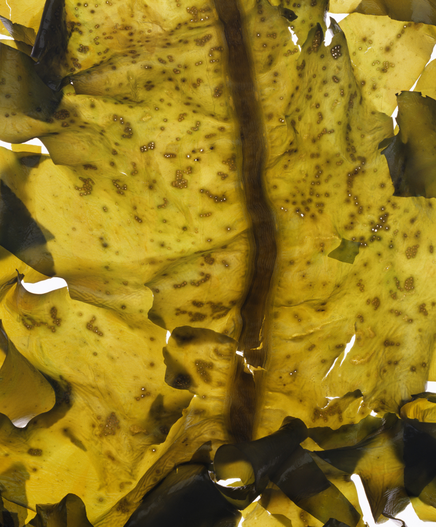 07 Phantasma, archival inkjet print, 76×56cm, 2004