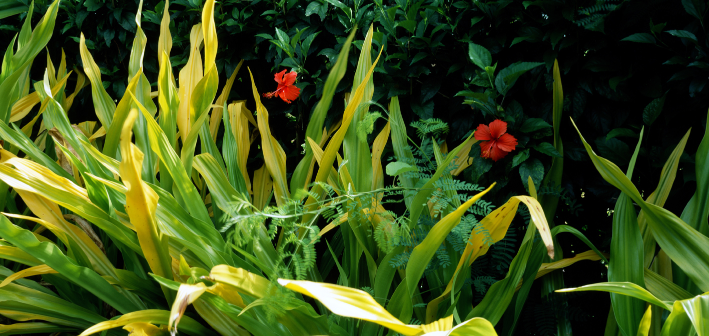 타히티히, 2005 110