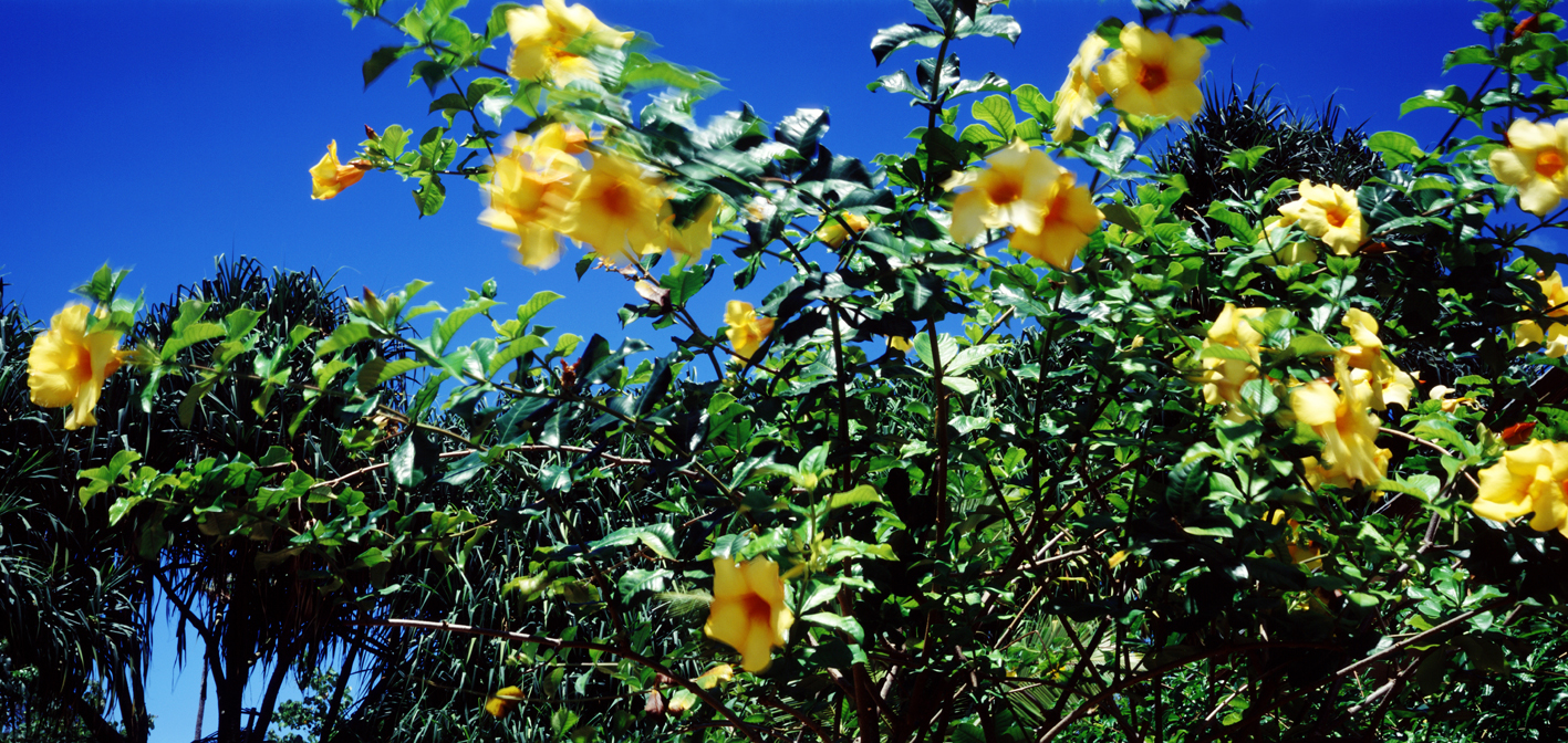 타히티히, 2005 111