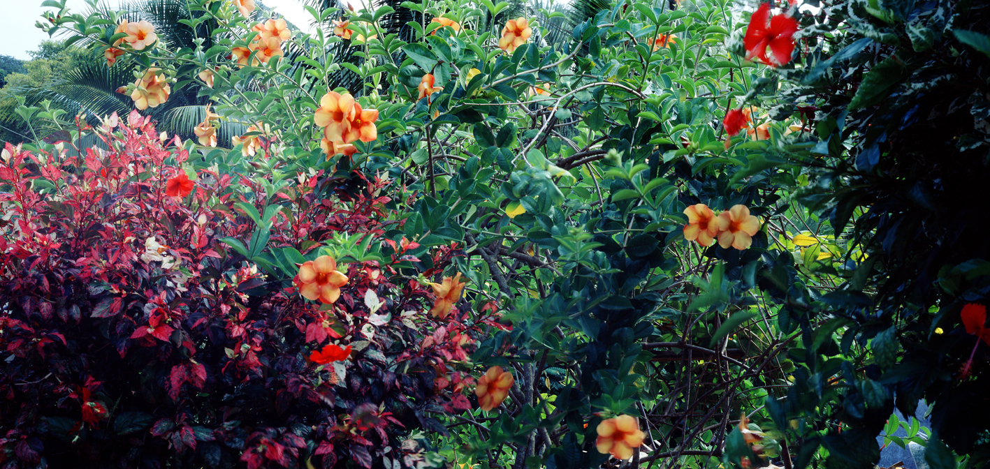 타히티히, 2005 115