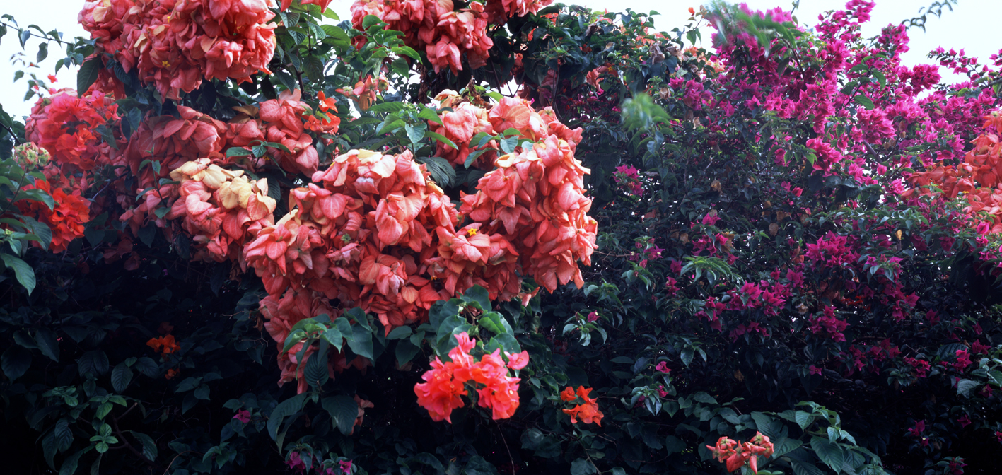 타히티히, 2005 118