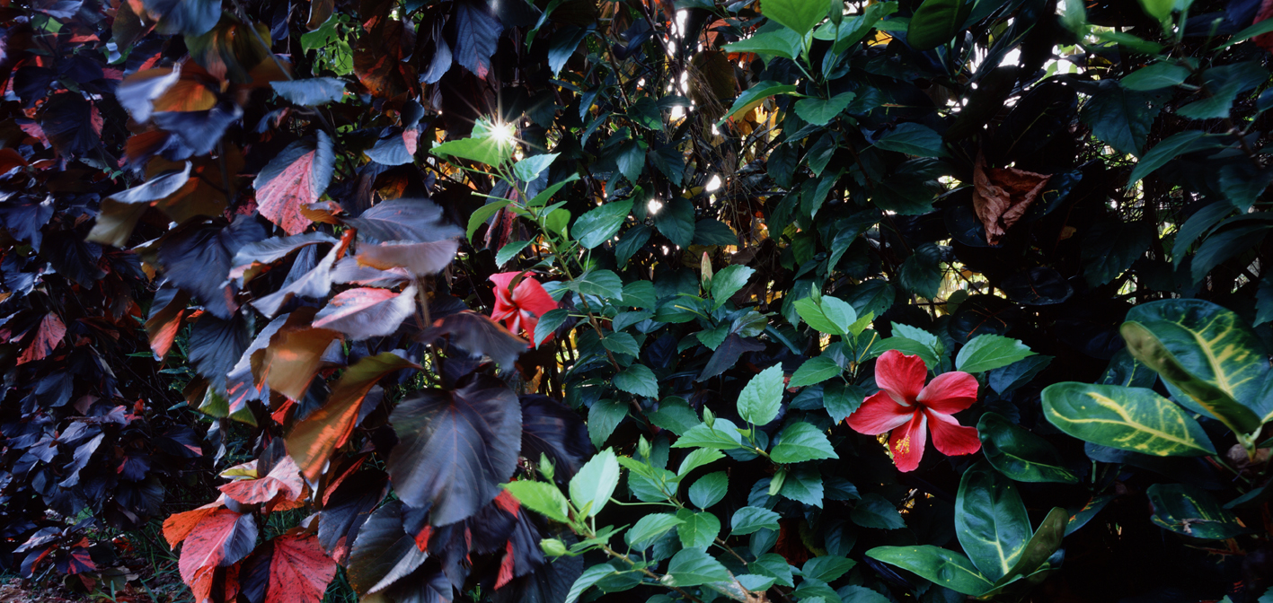 타히티히, 2005 125