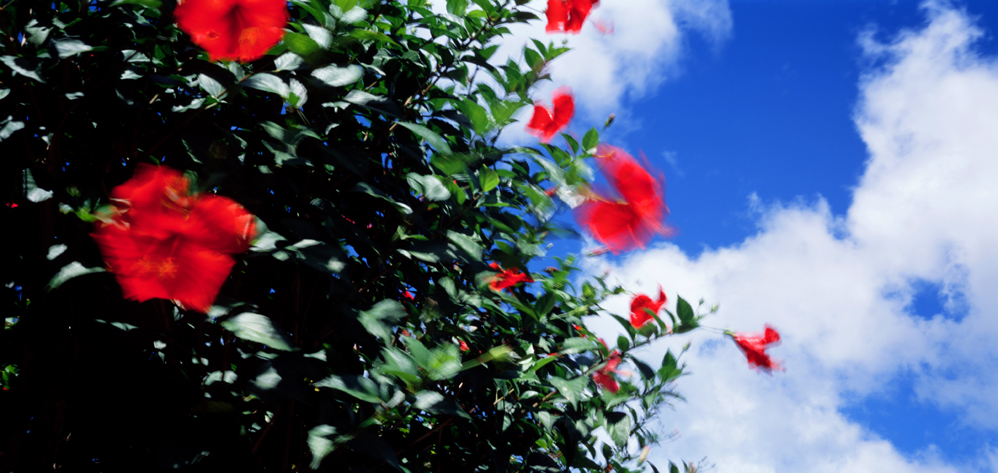 타히티히, 2005 127