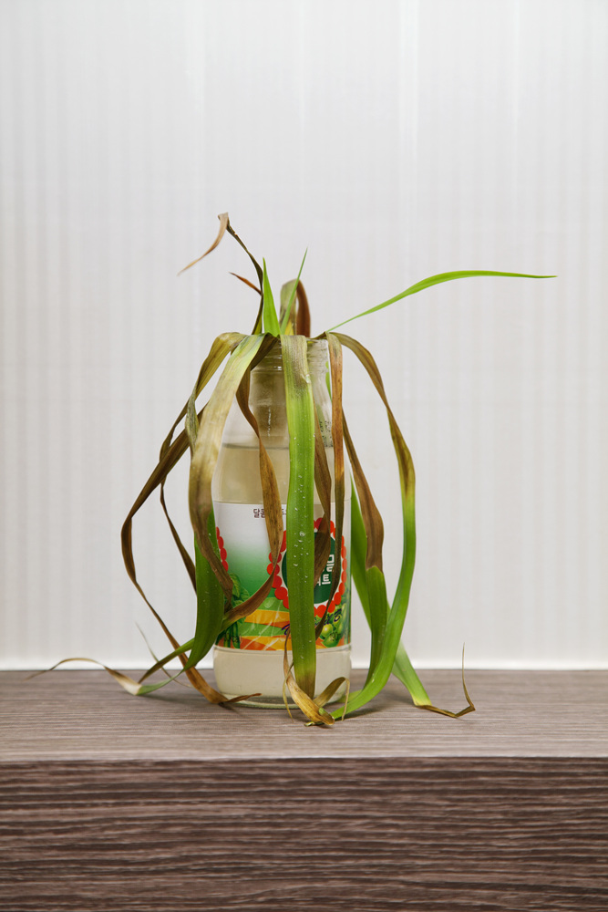 13 어느 로인(露人)들, 2011