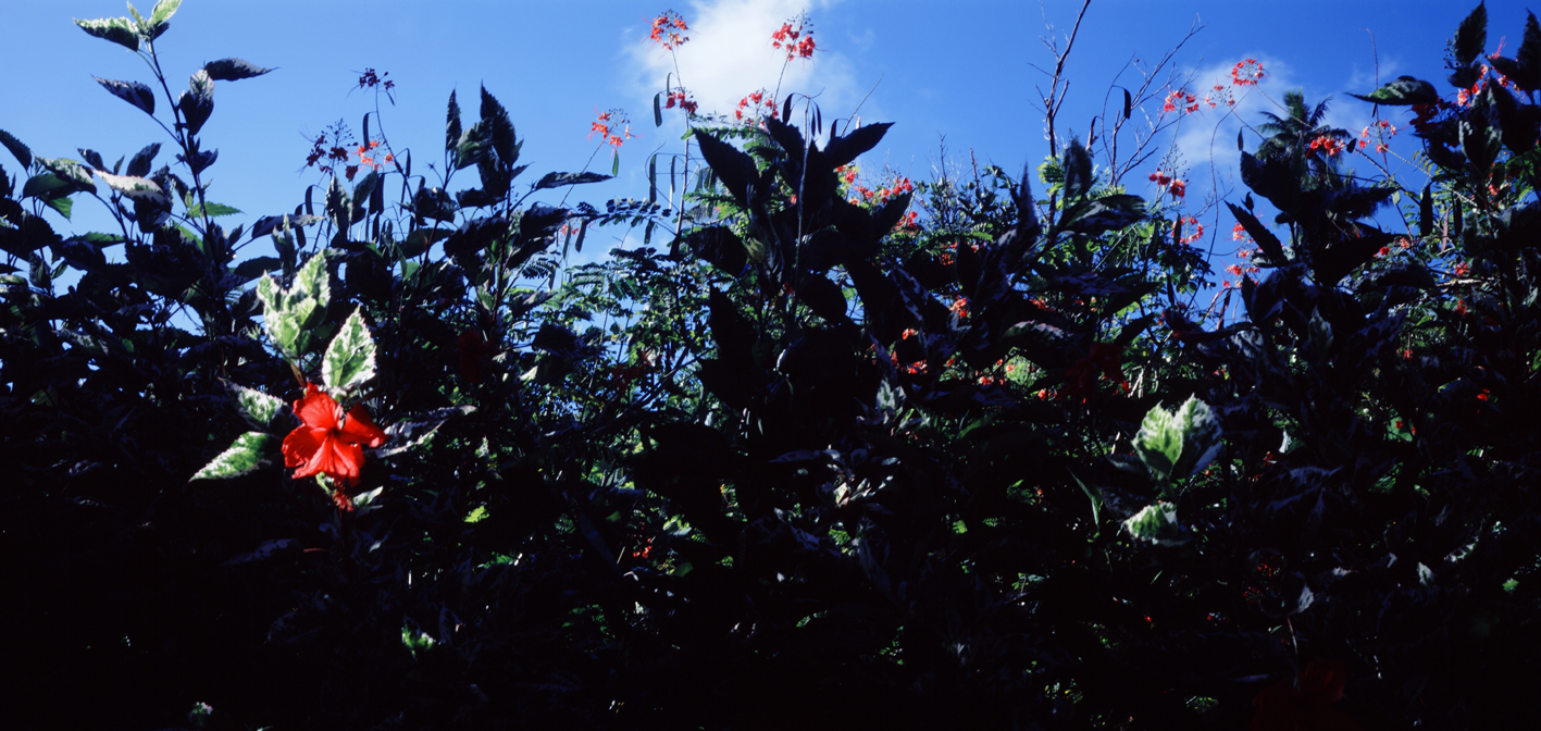 타히티히, 2005 130