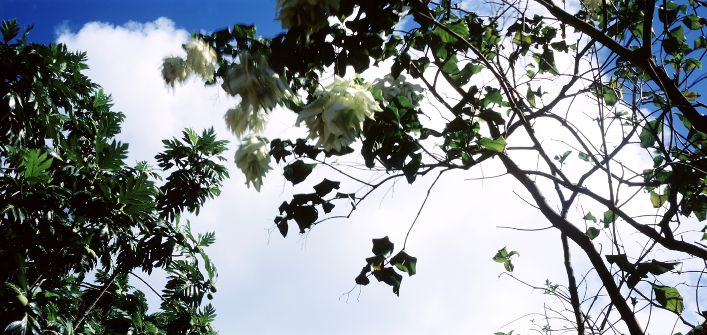 타히티히, 2005 131