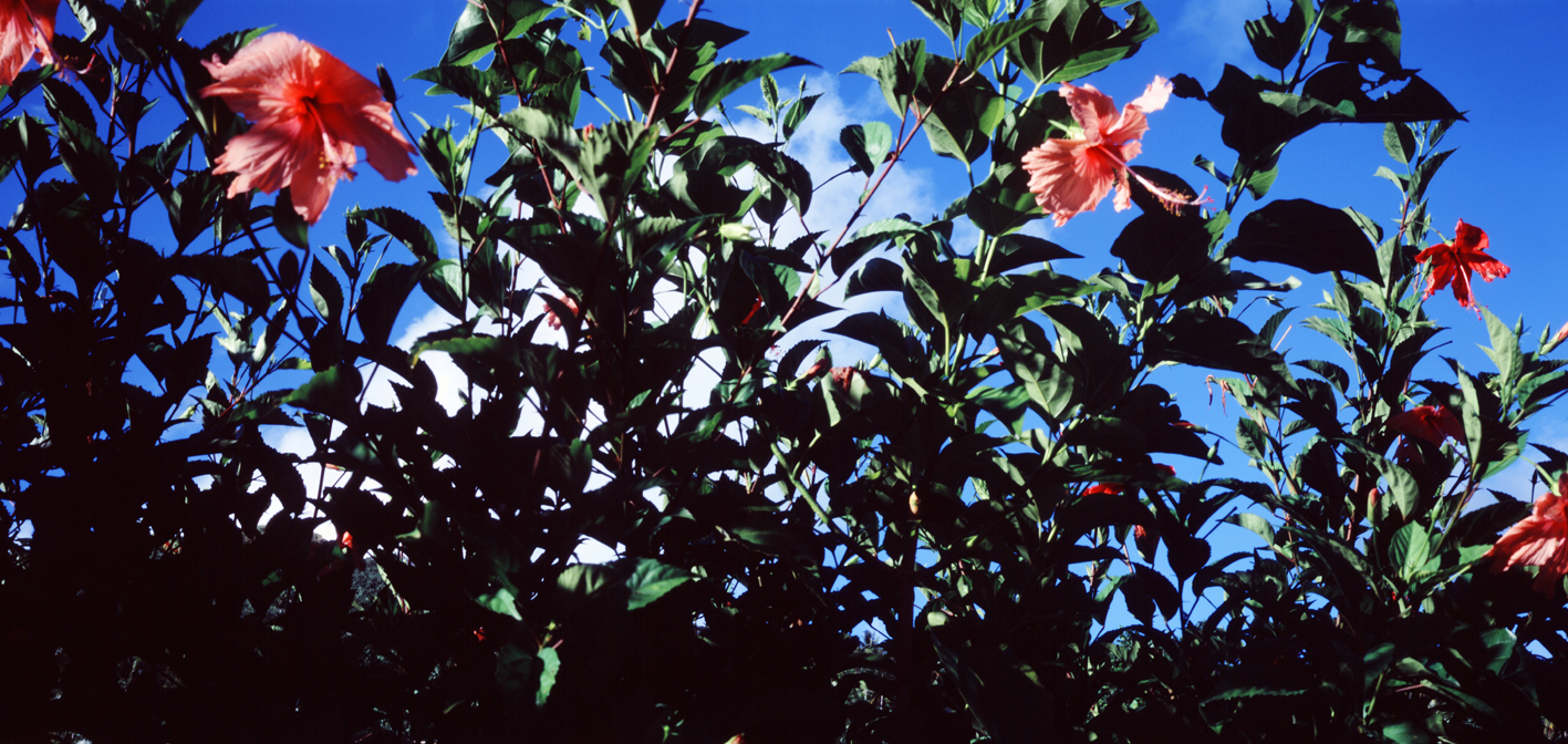 타히티히, 2005 132