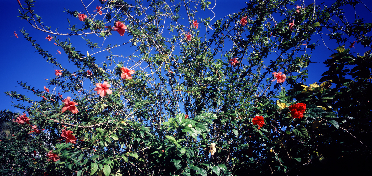 타히티히, 2005 133