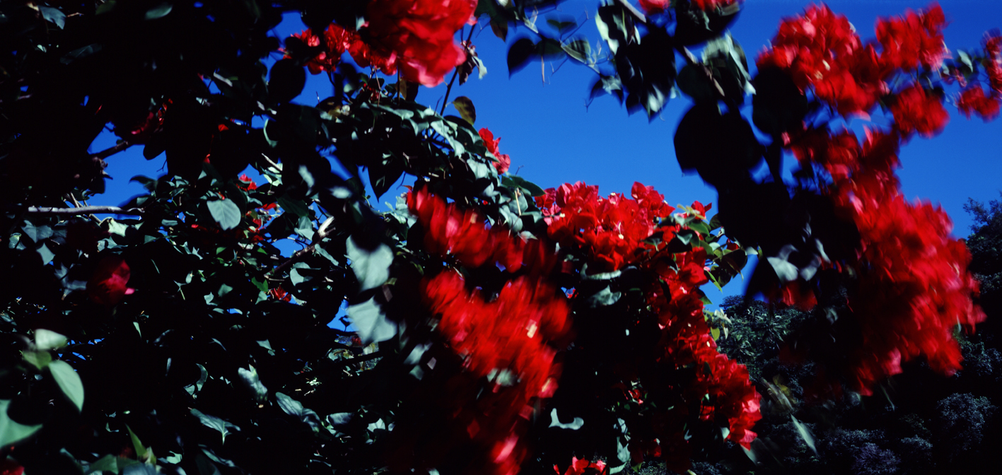 타히티히, 2005 134