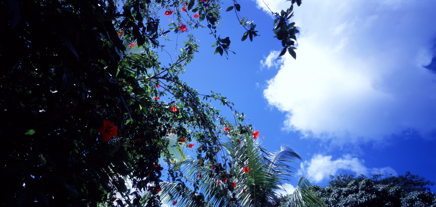 타히티히, 2005 135