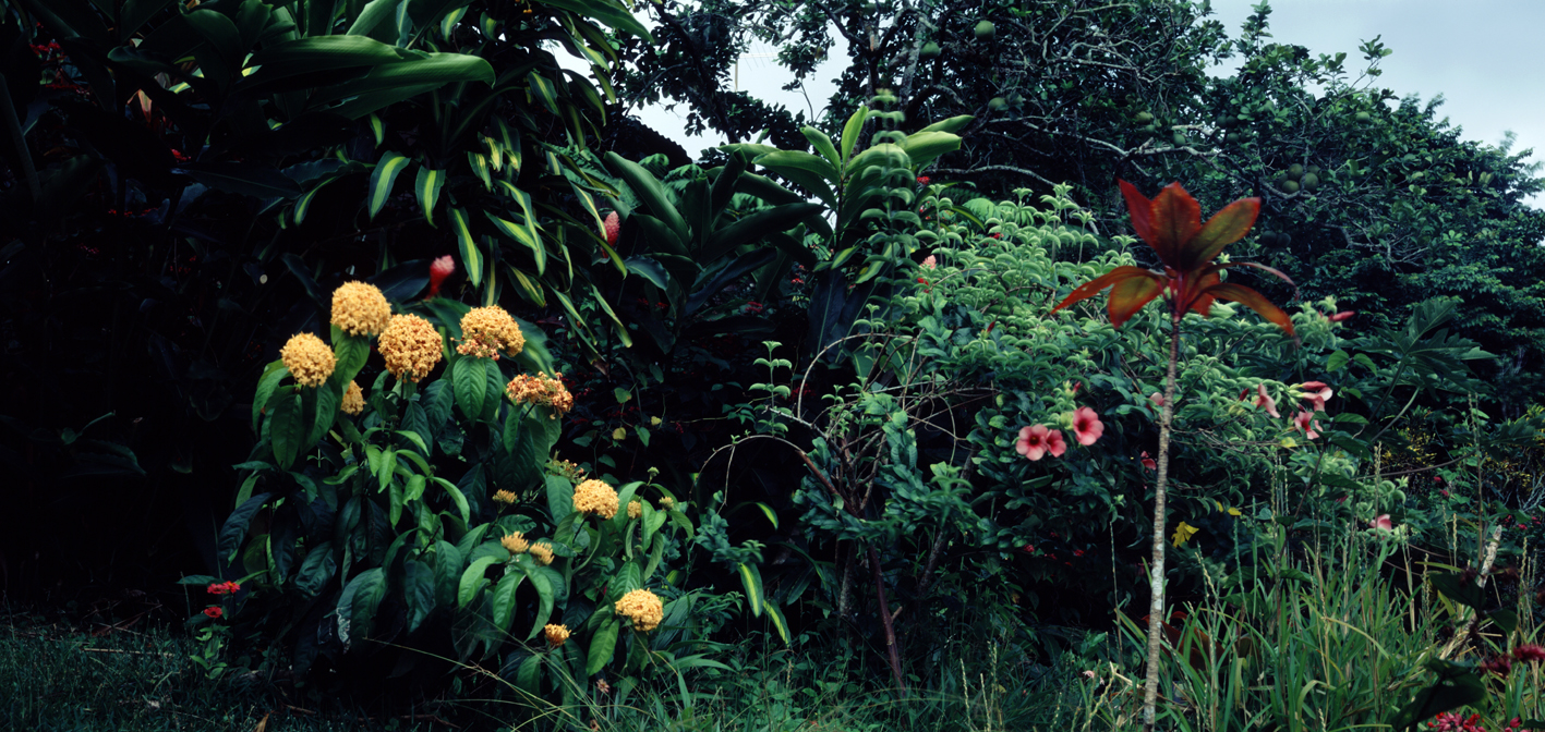 타히티히, 2005 137