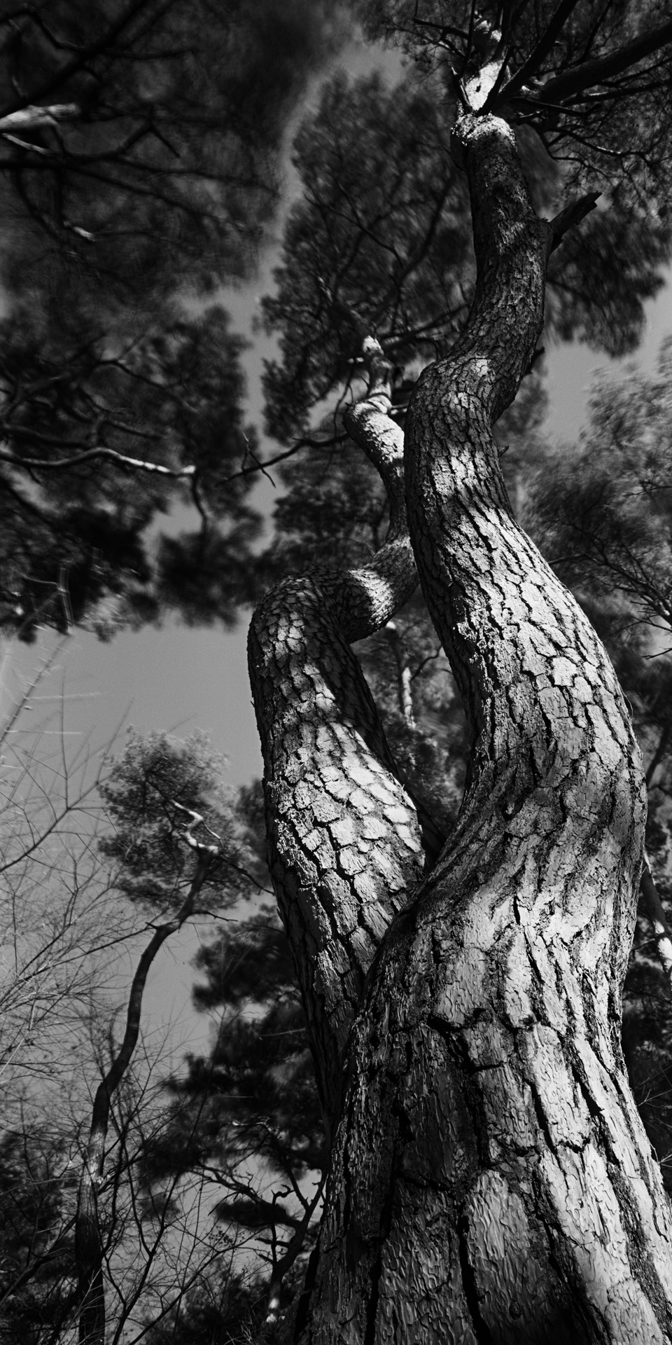 SNM1A-145V_5104292_220208