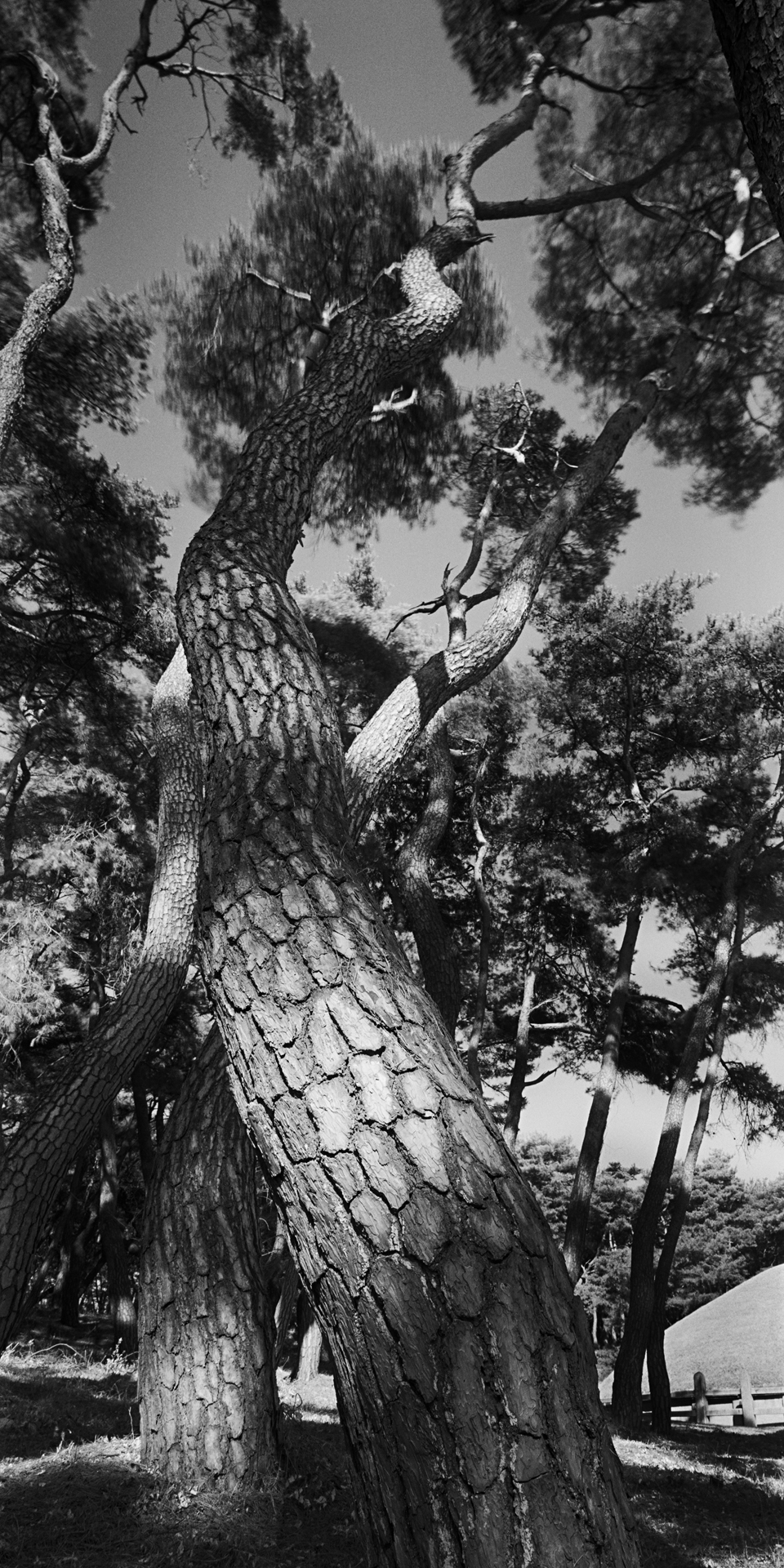 SNM1A-146V_5104292_150208