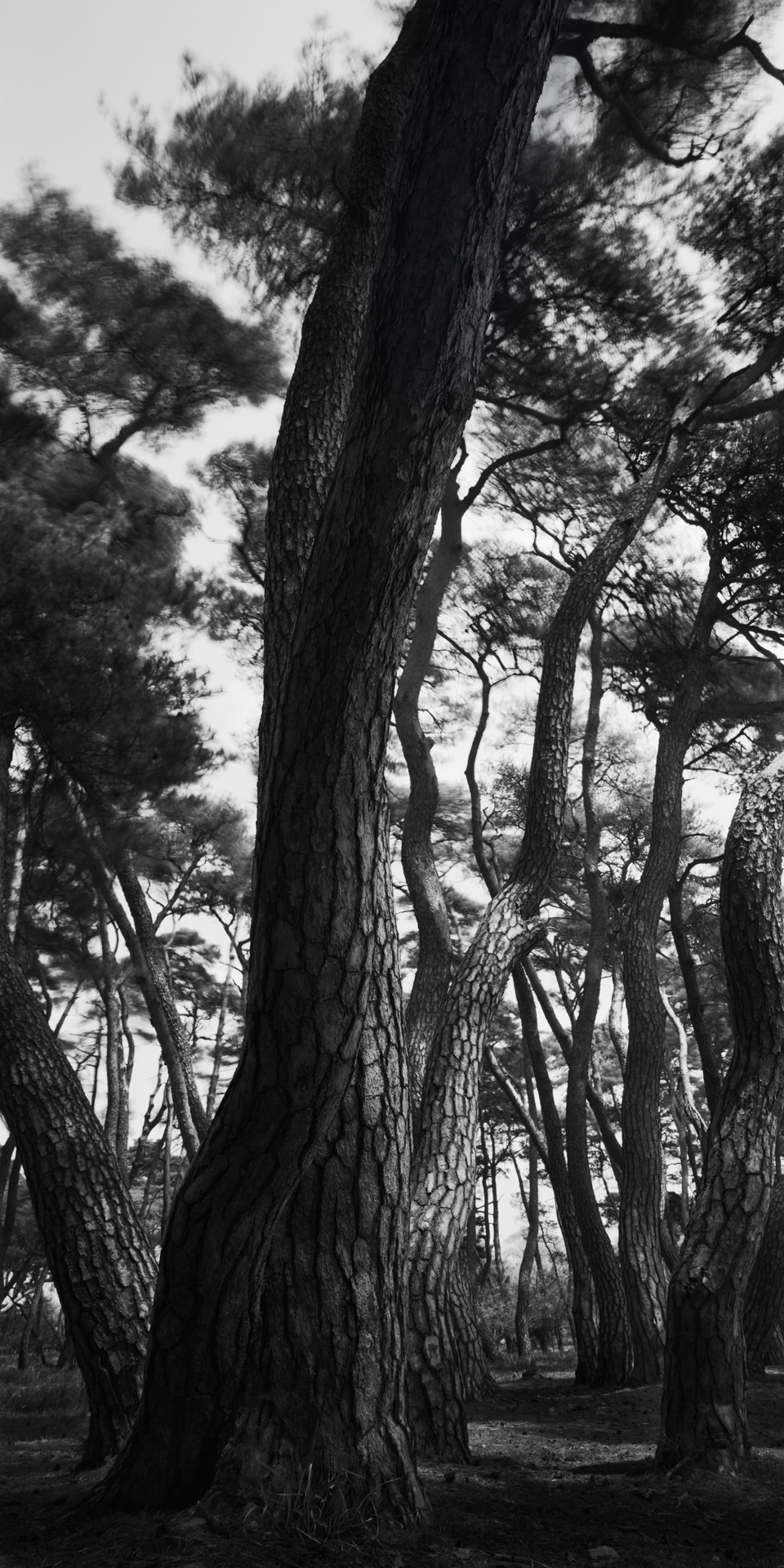 SNM1A-147V_5104292_210208