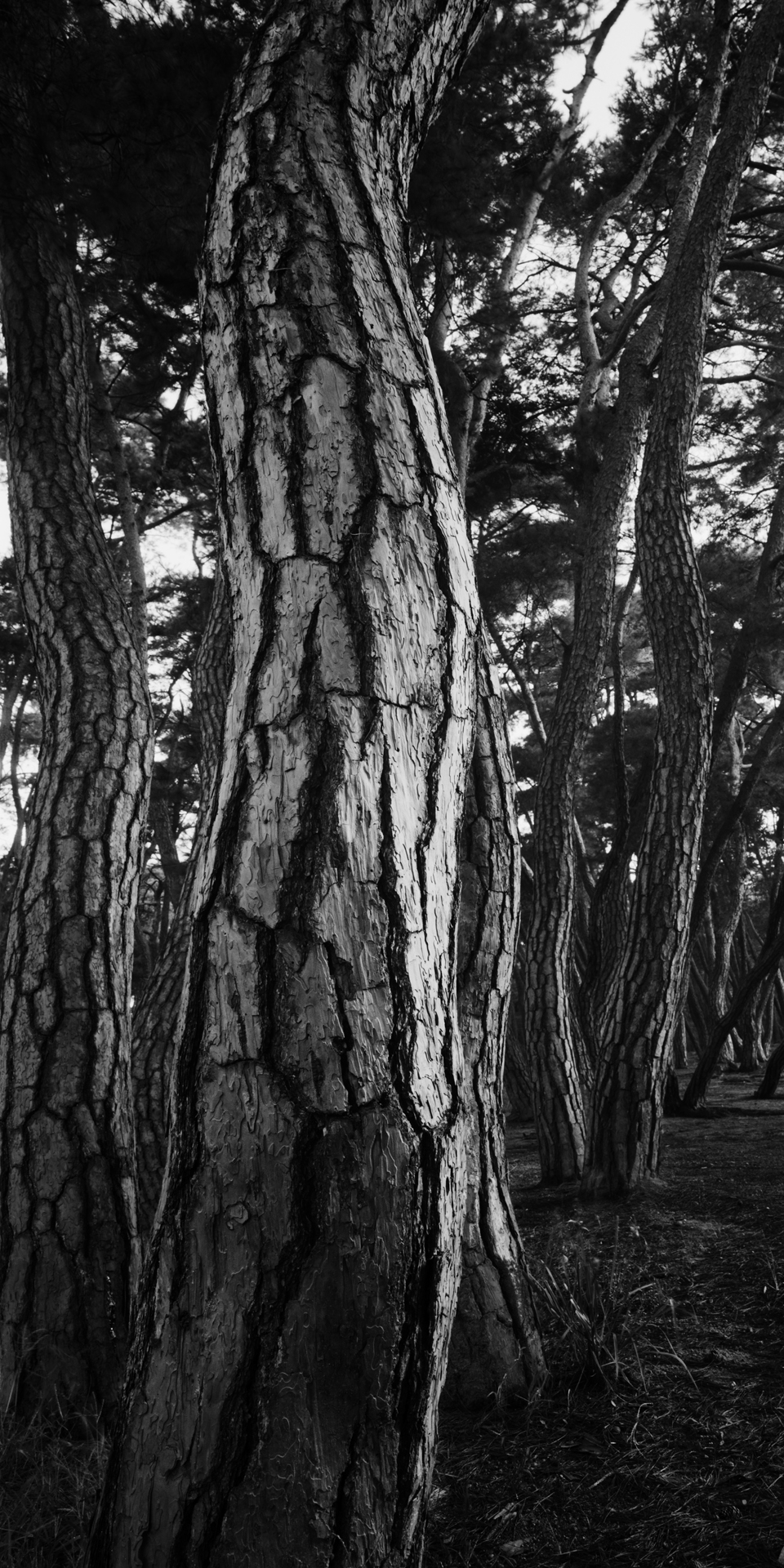 SNM1A-150V_5104292_150208