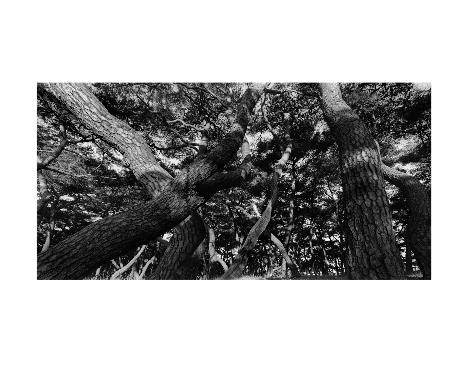 ohne! snm1a-005h_5083496_300705