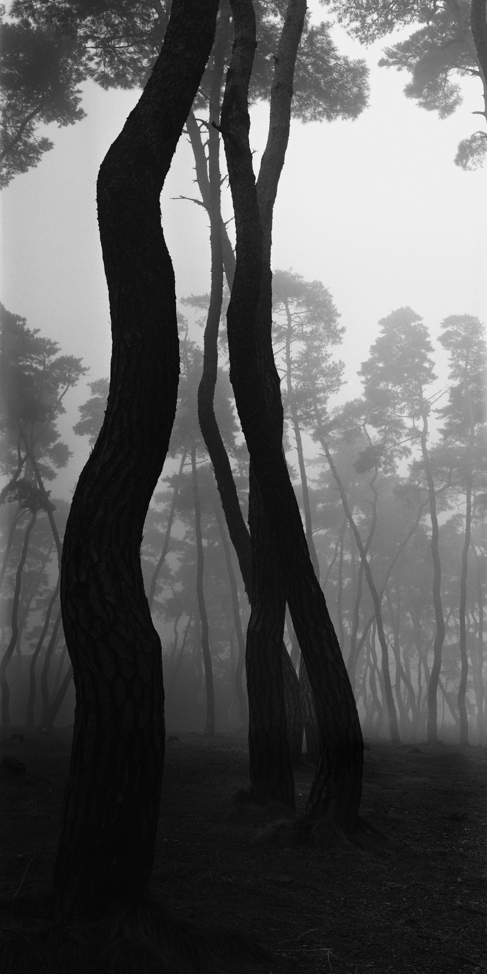 snm1a-010v_5089257_080406