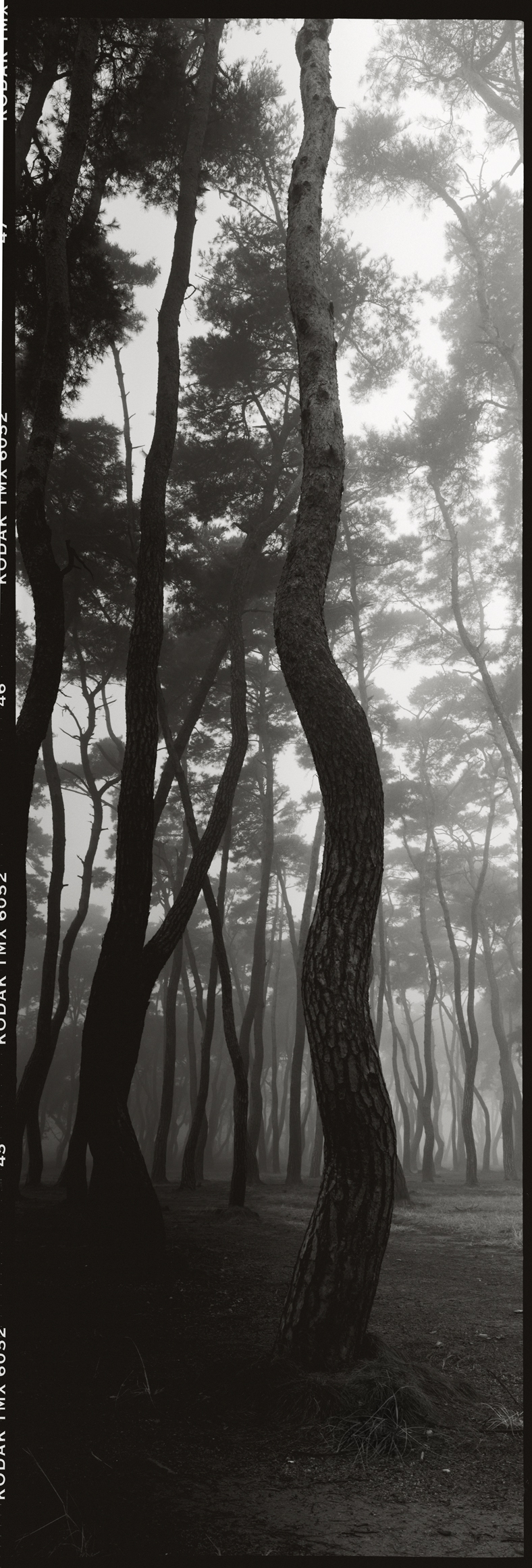 snm1a-011v_5073726_010604