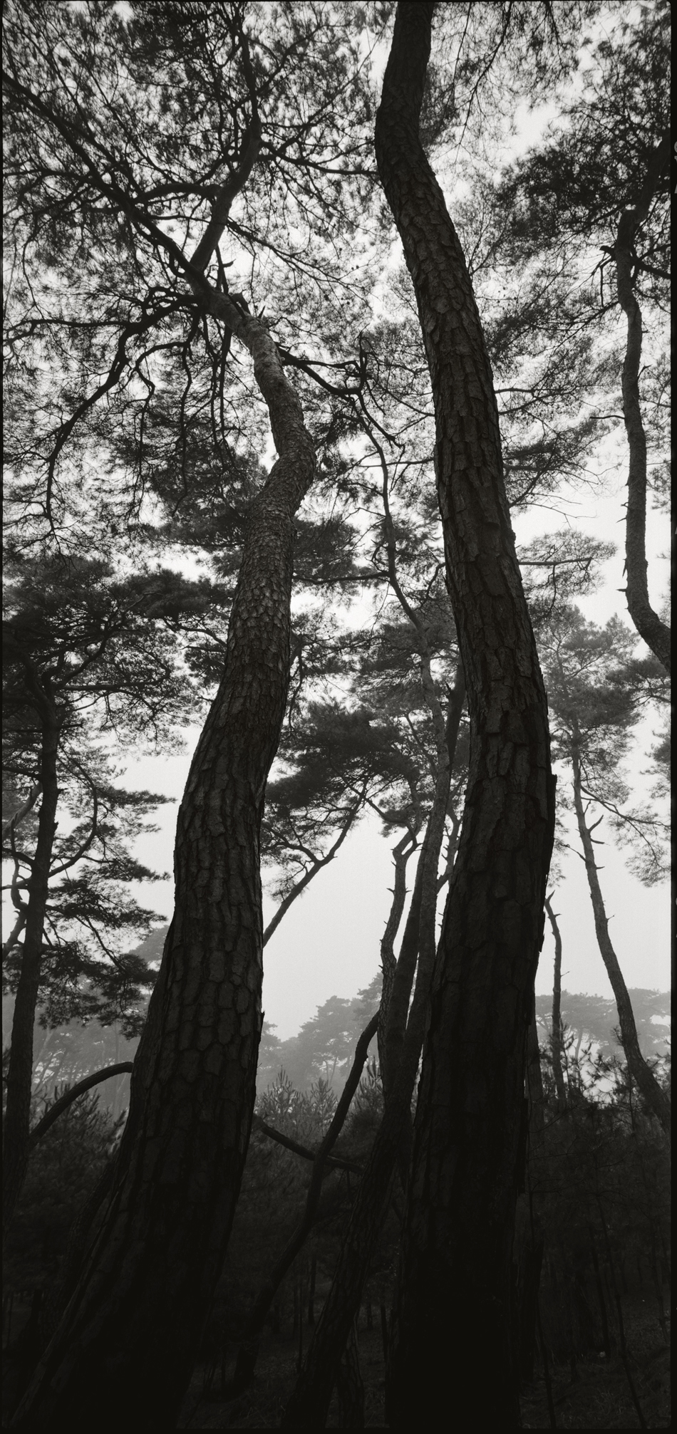 snm1a-015v_5073726_010604