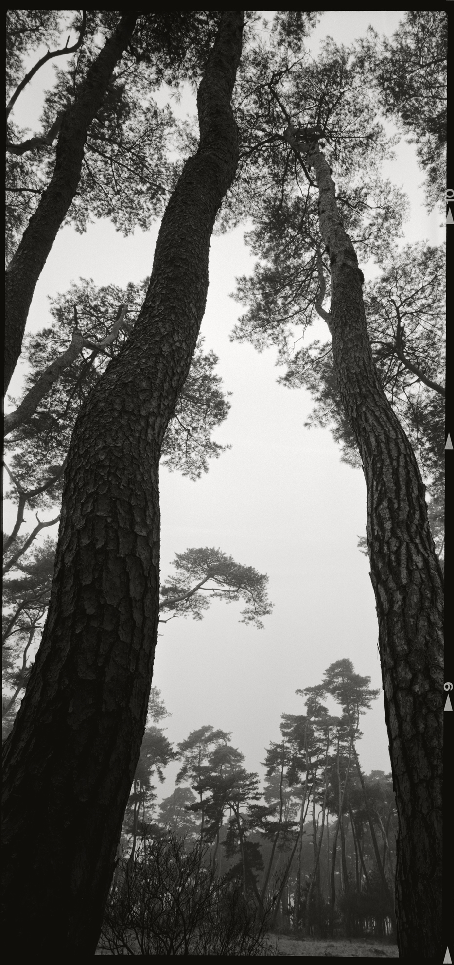 snm1a-016v_5073726_010604