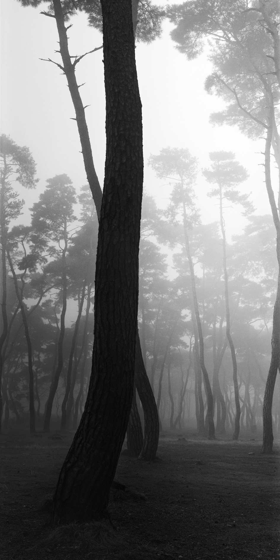 snm1a-017v_5073726_010604