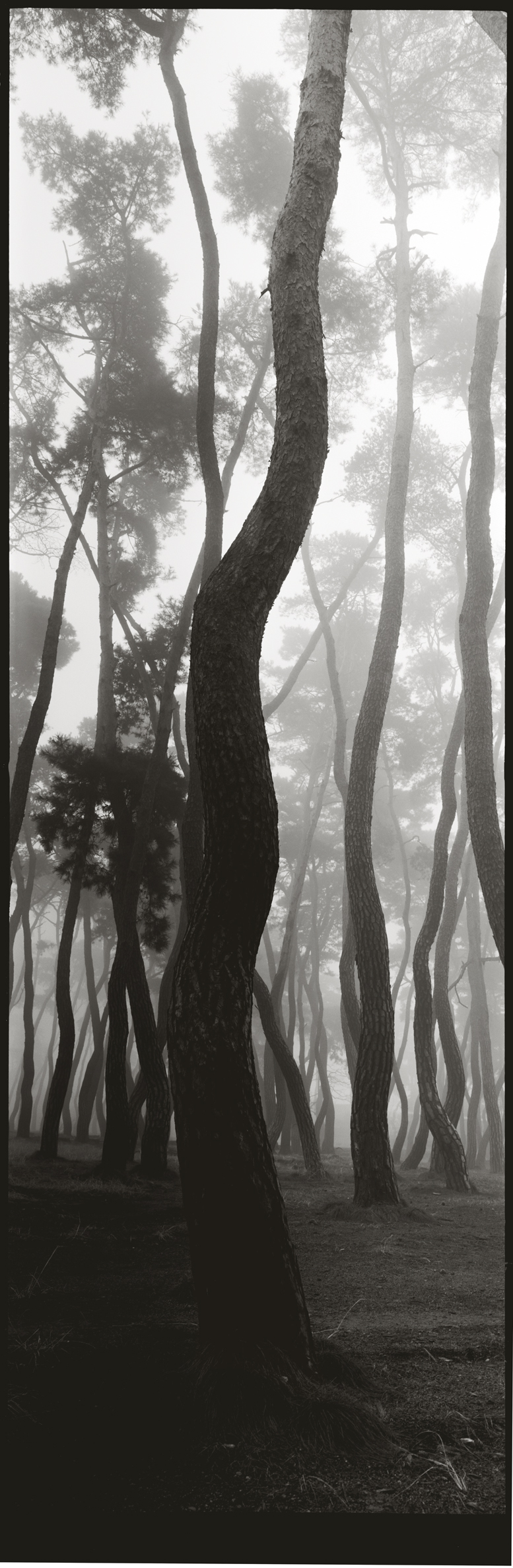 snm1a-019v_5073726_010604