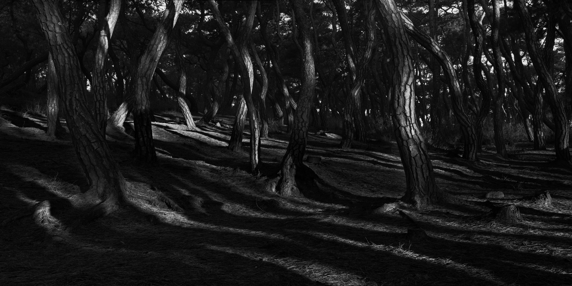 snm1a-043h_5097306_220307