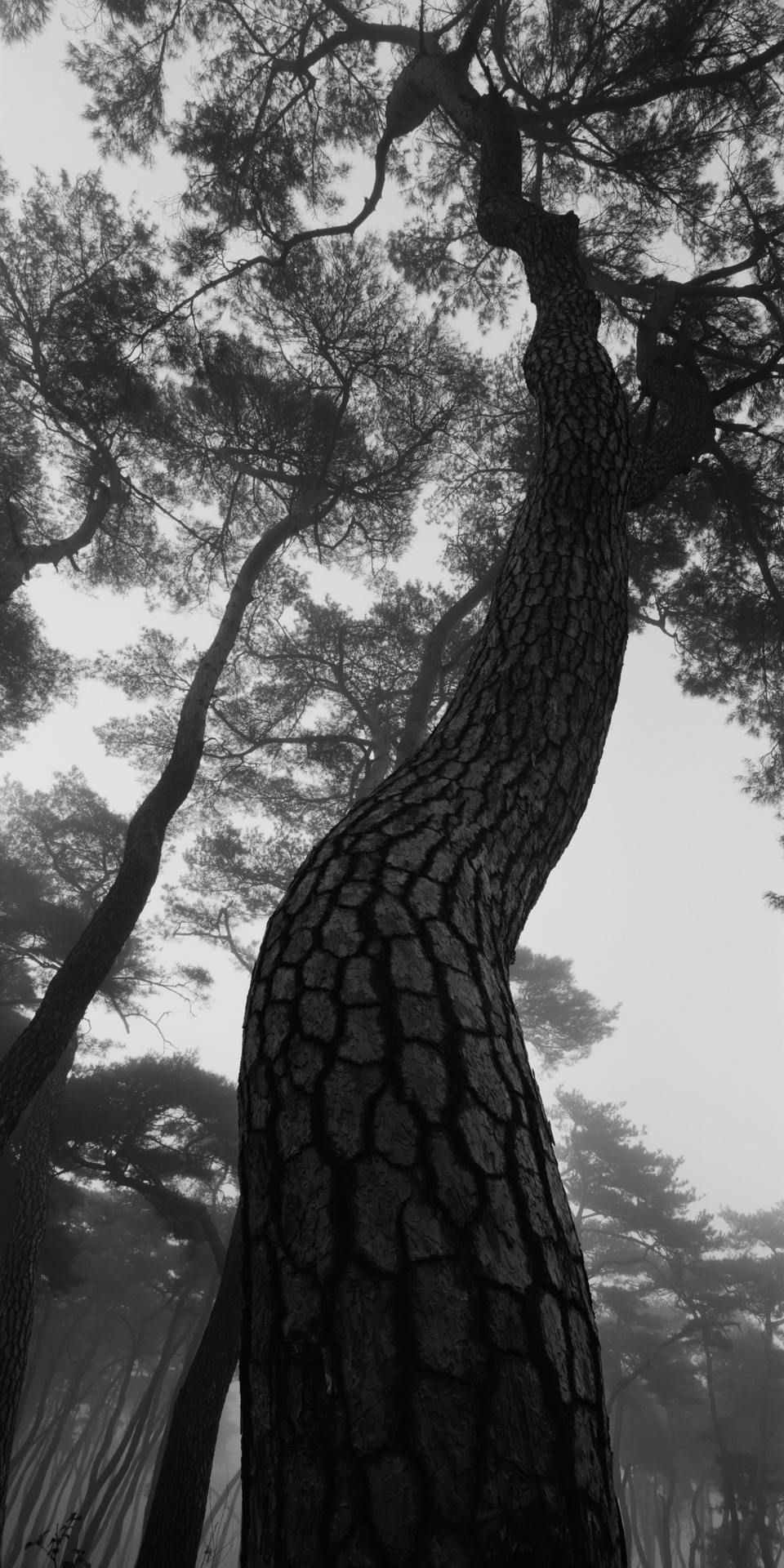 snm1a-045v_5107813_240608