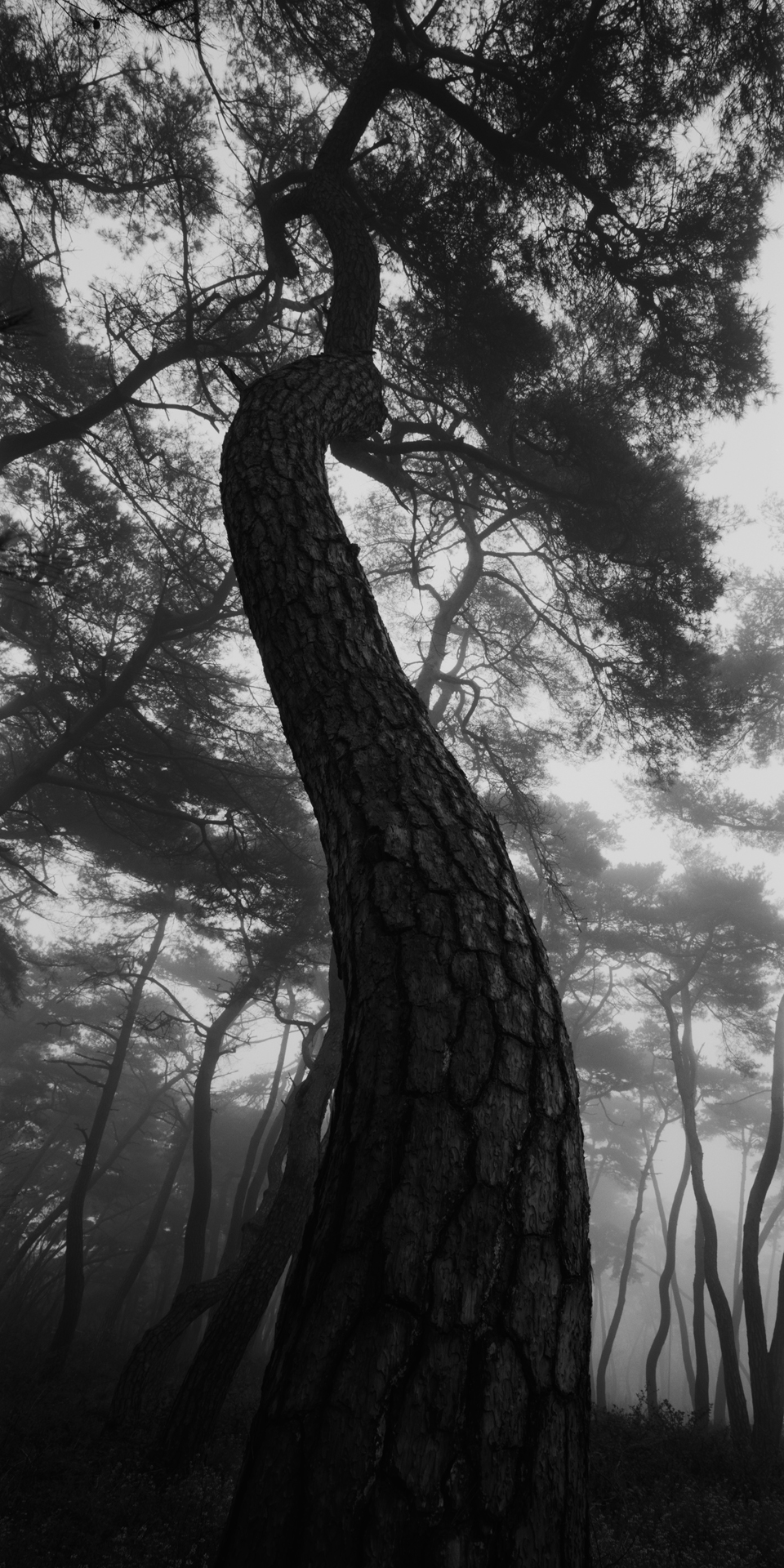 snm1a-046v_5107813_240608