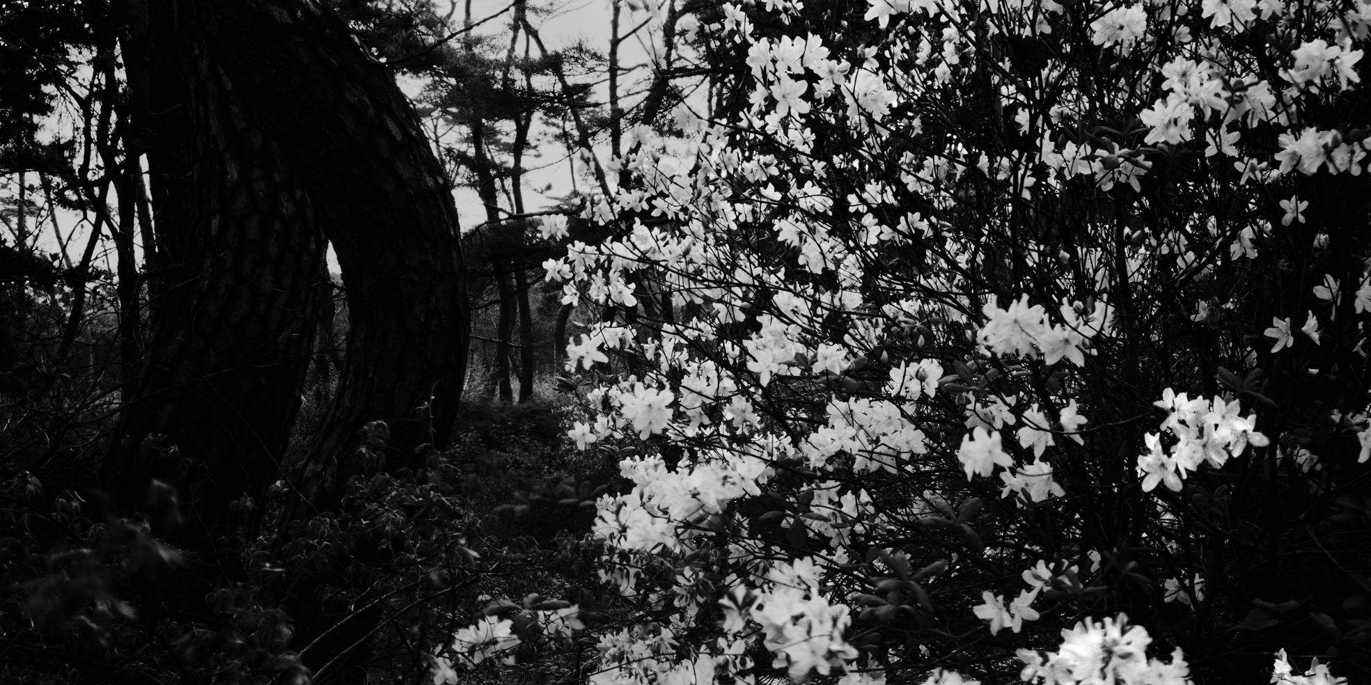 snm1a-064h_5090039_120506