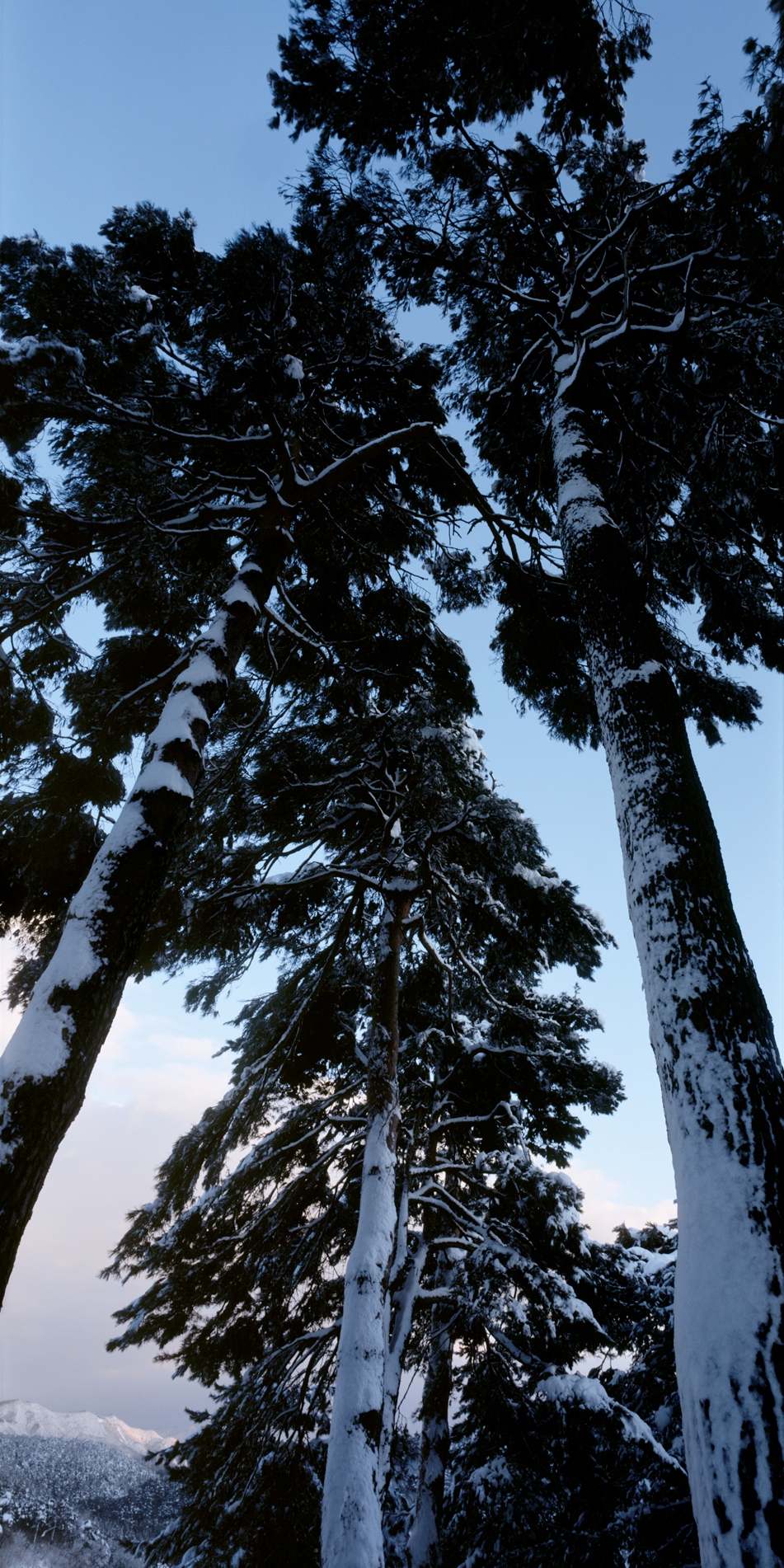 snm1a-069vc_5090942_290606