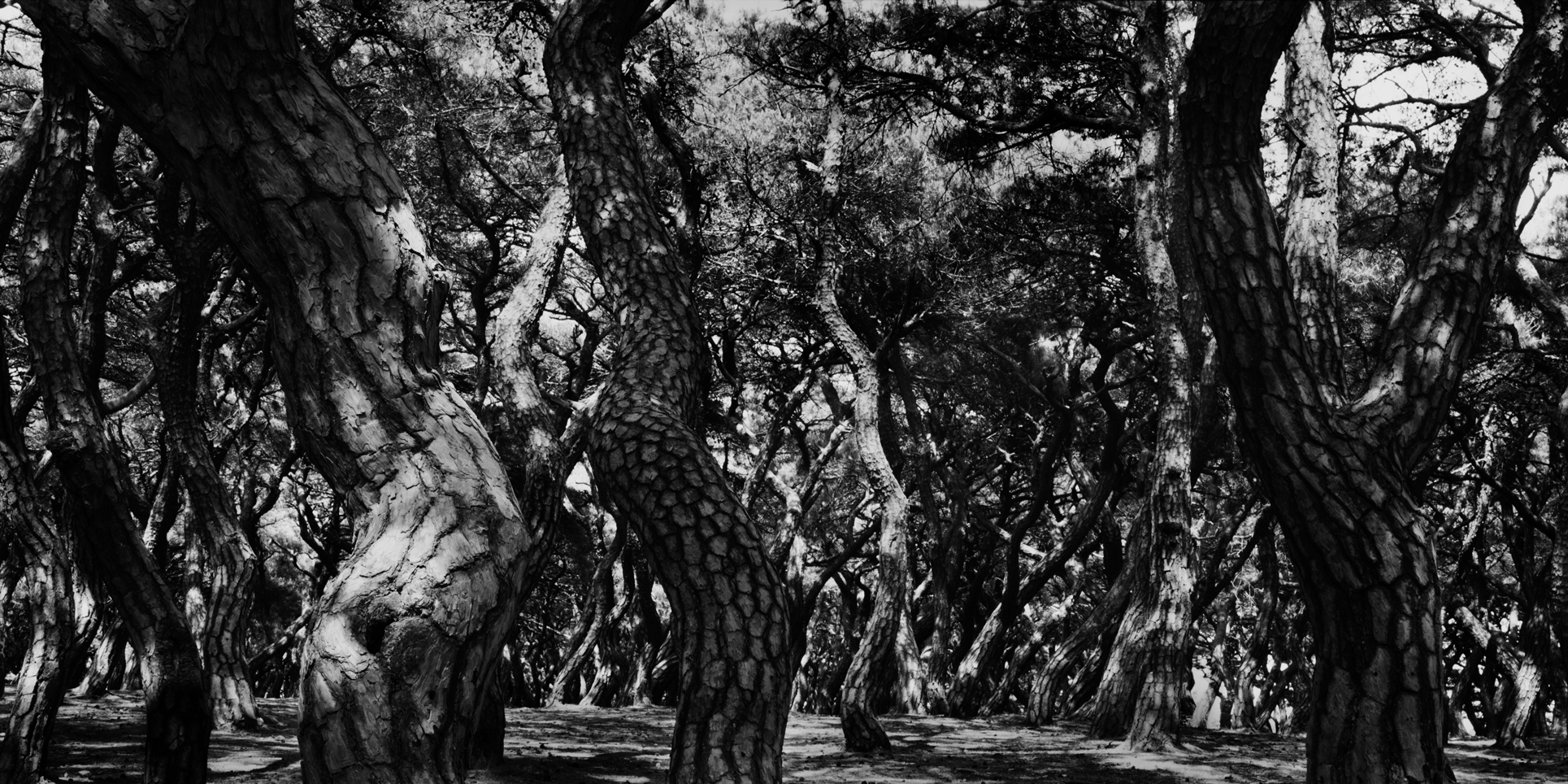 snm1a-083h_5096572_230207