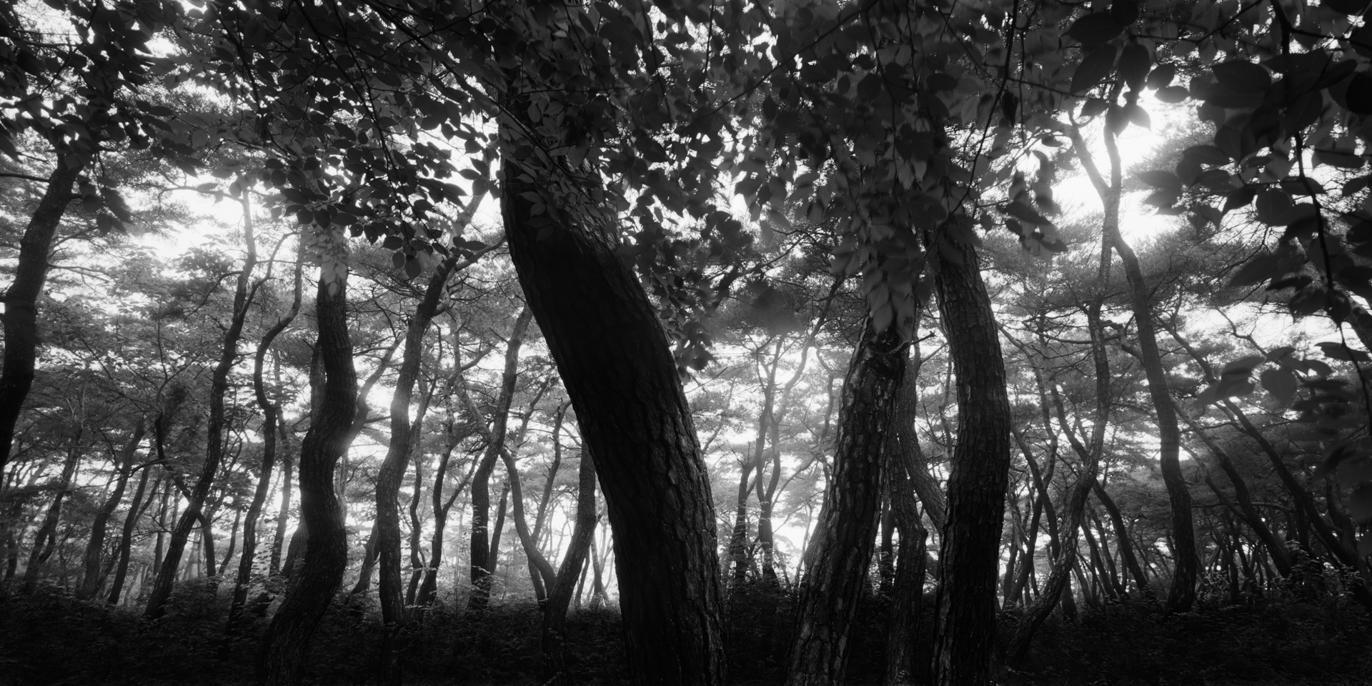 snm1a-096h_5099626_180707