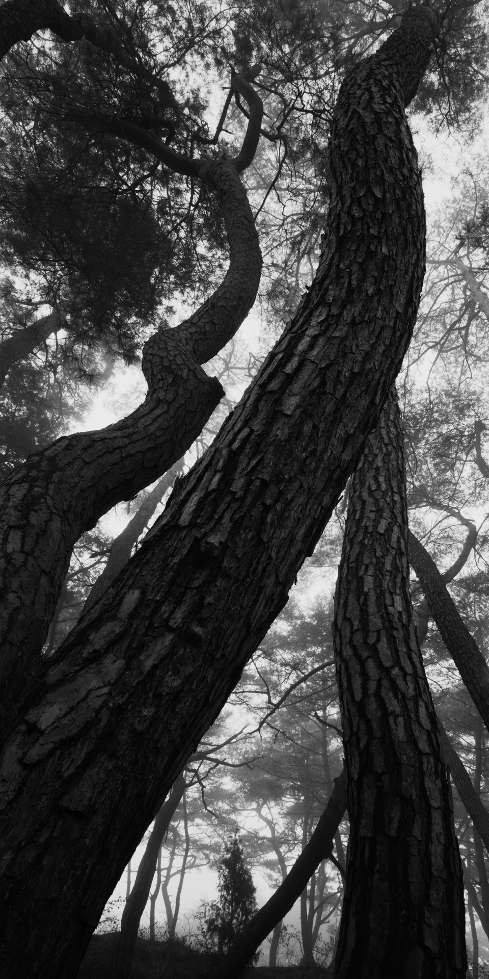 snm1a-109v_5107813_240608