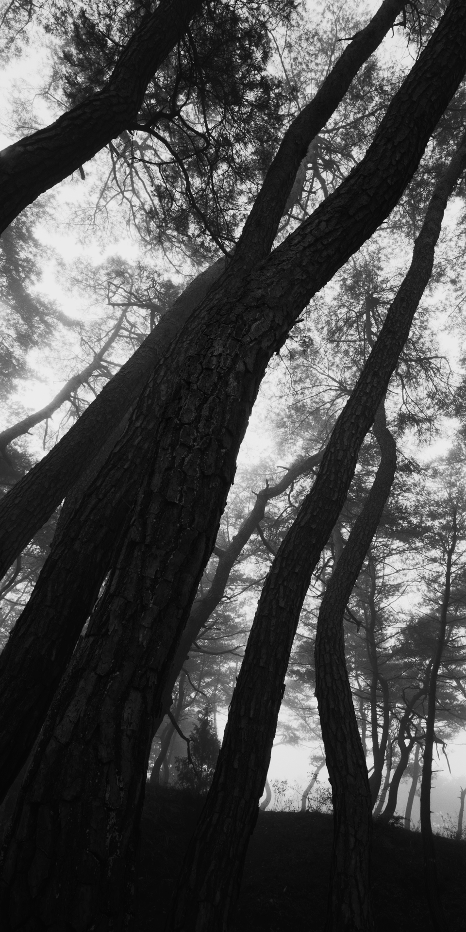 snm1a-117v_5107813_240608