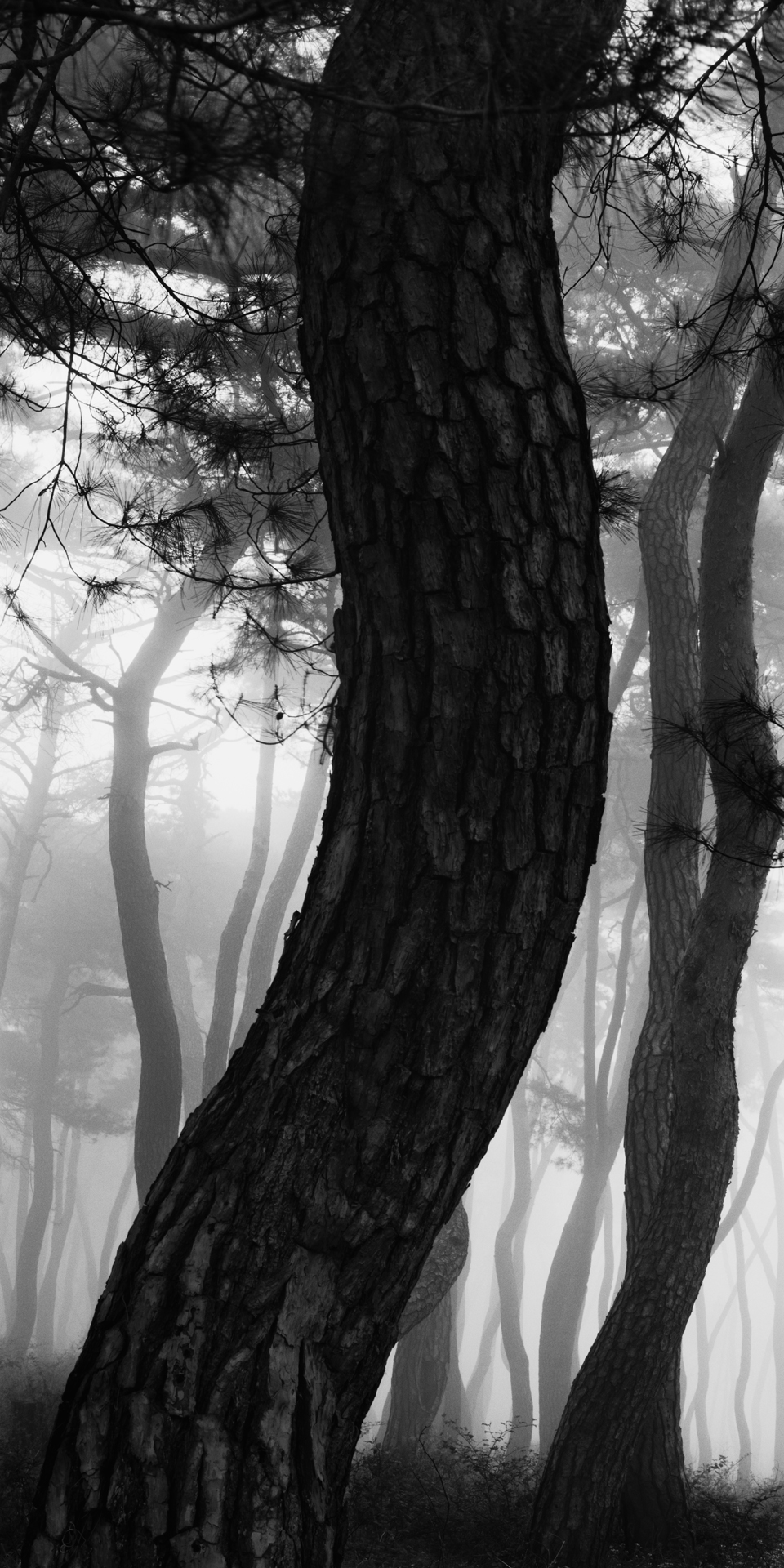 snm1a-119v_5107813_240608