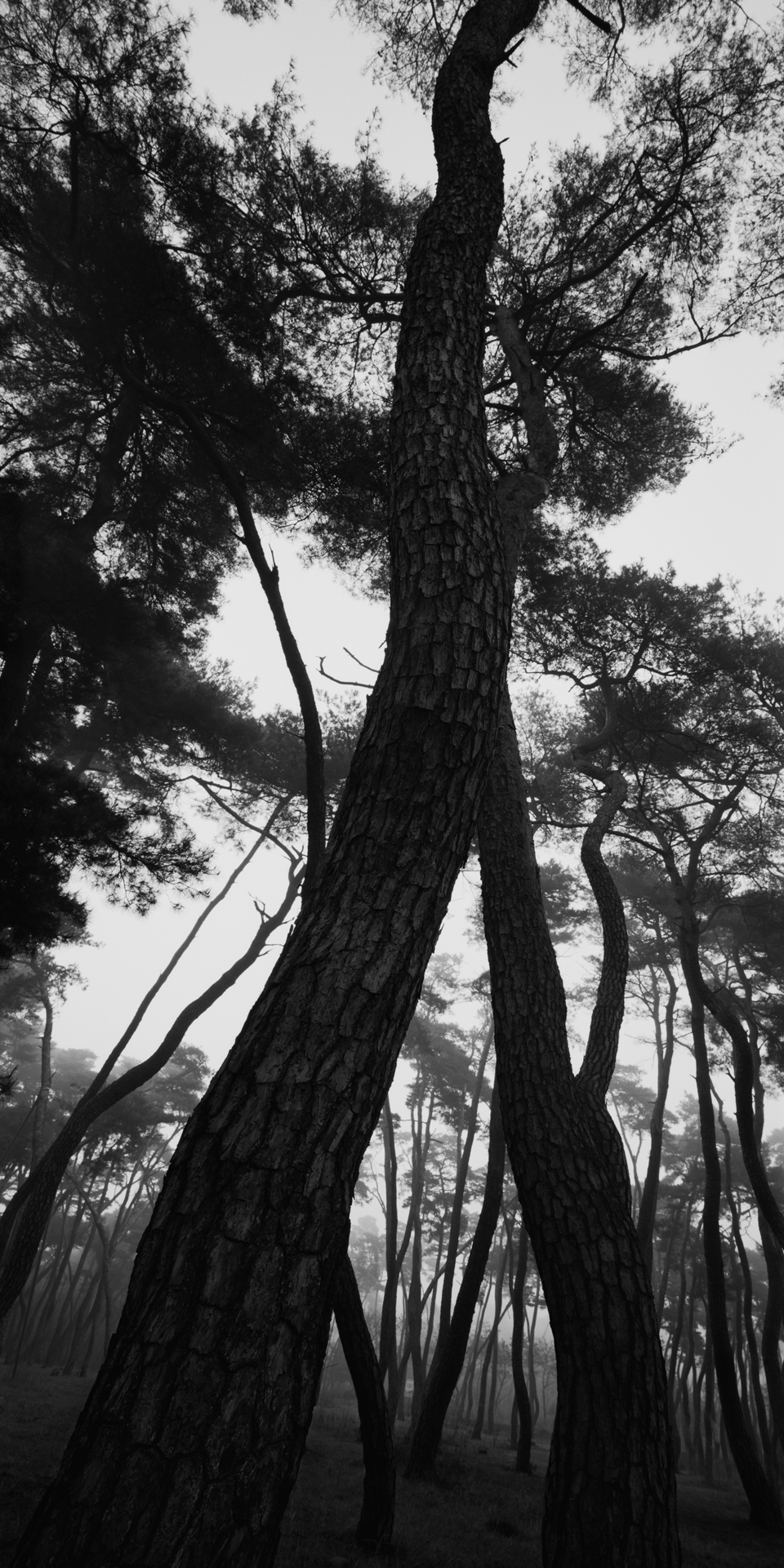 snm1a-91v_5107813_240608