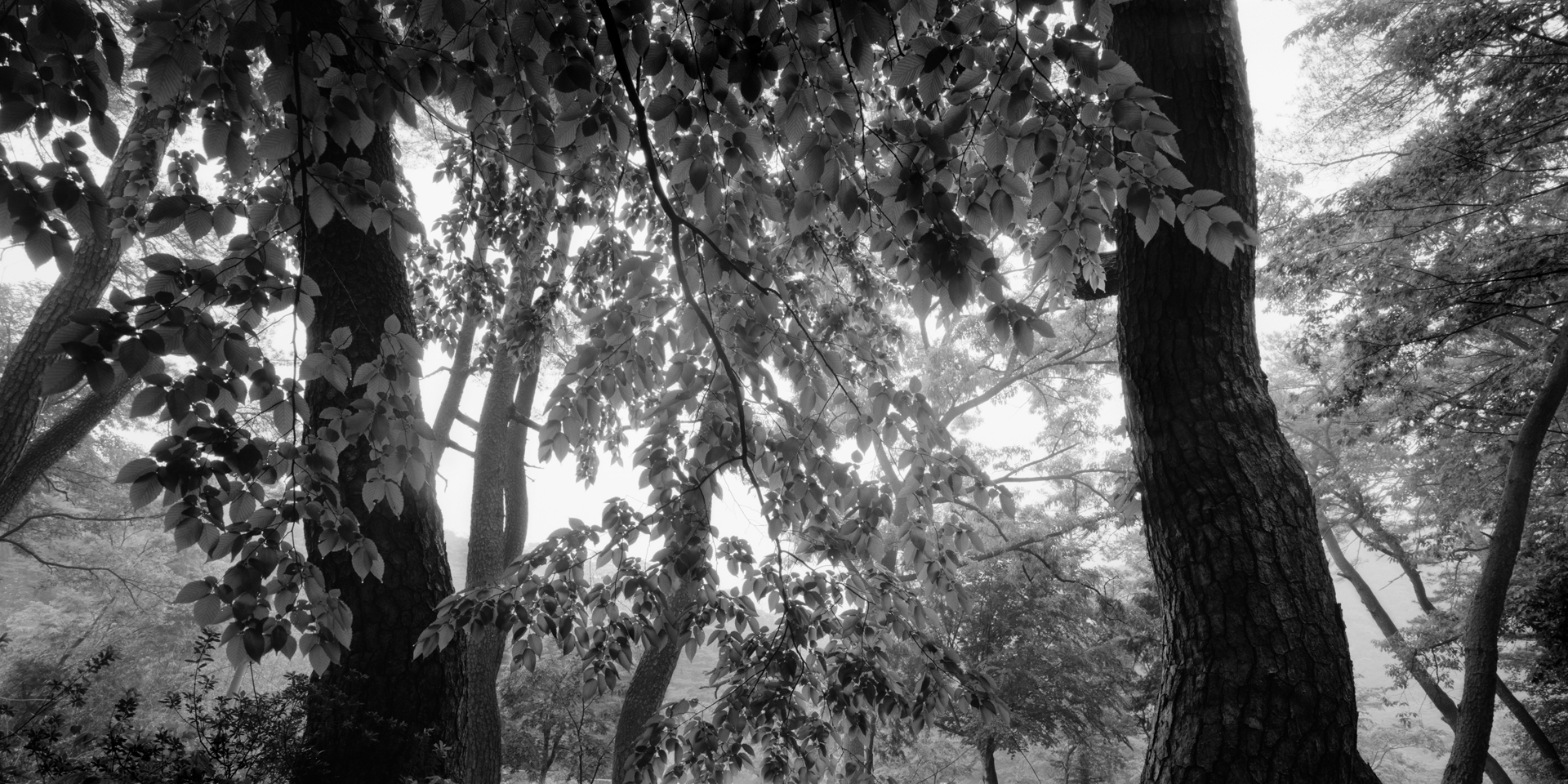 snm1a_098h_5099626_120707