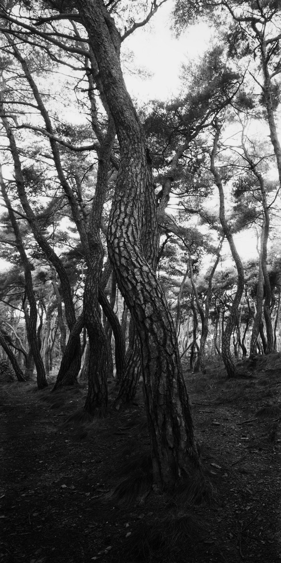 snm1a_151v_5106164_280508