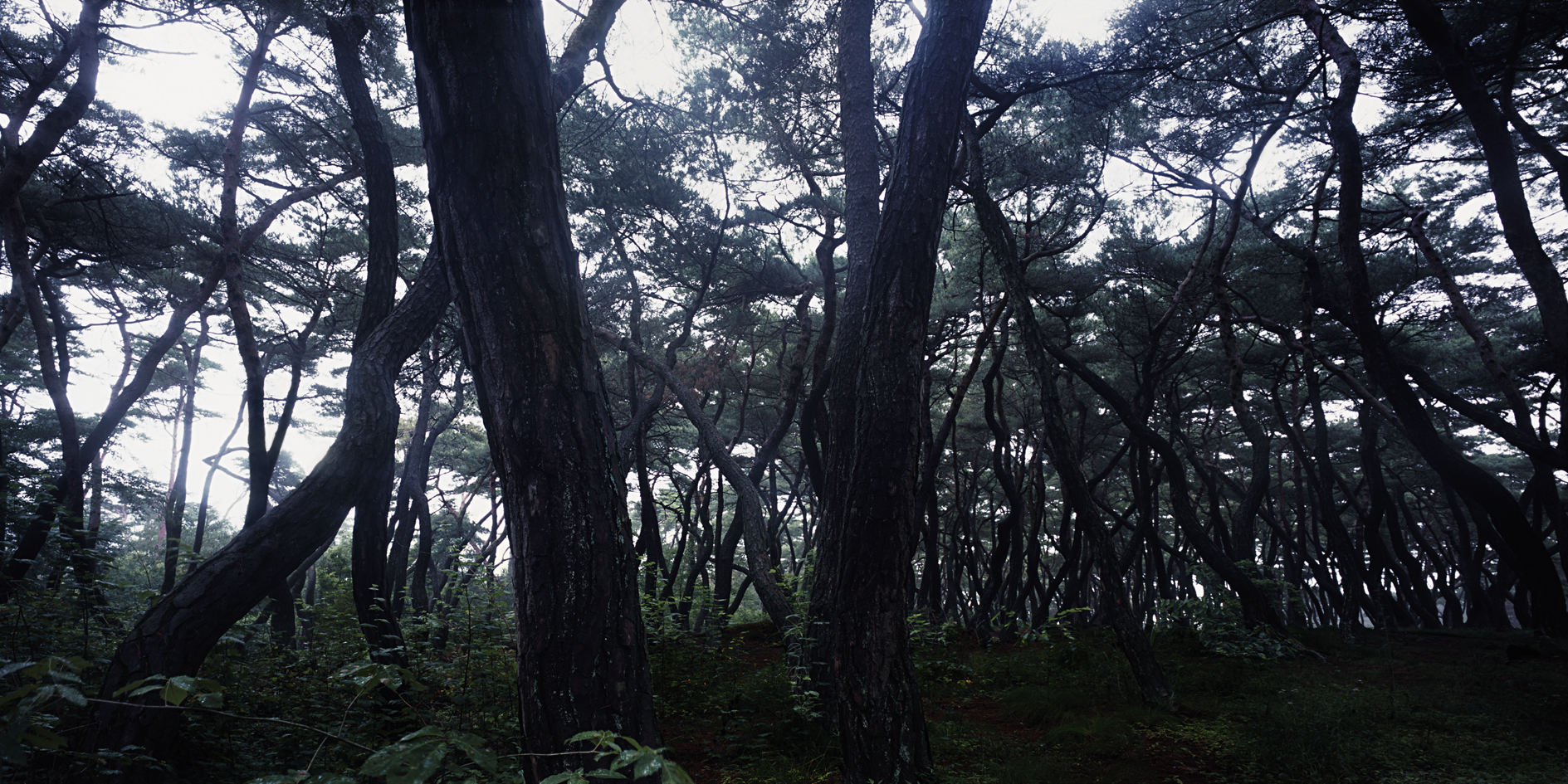 snm1a_160h_5106164_200508