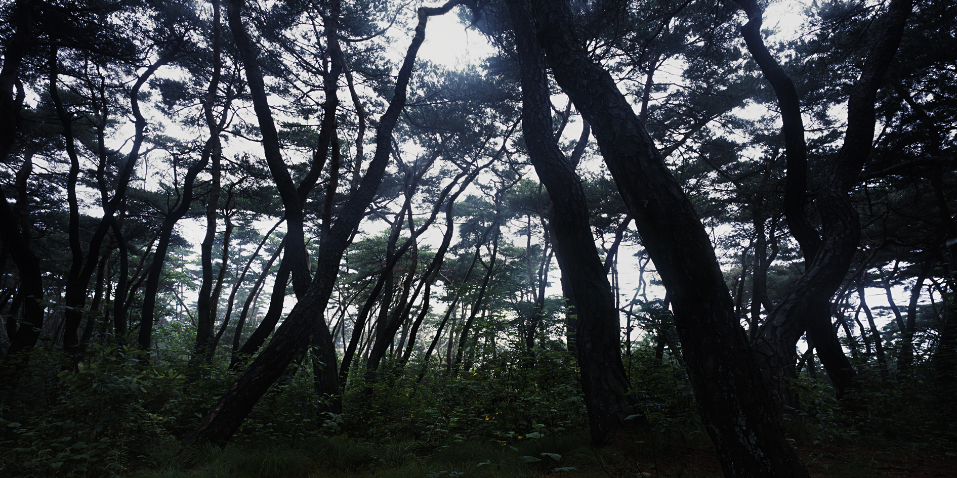 snm1a_161h_5106164_200508