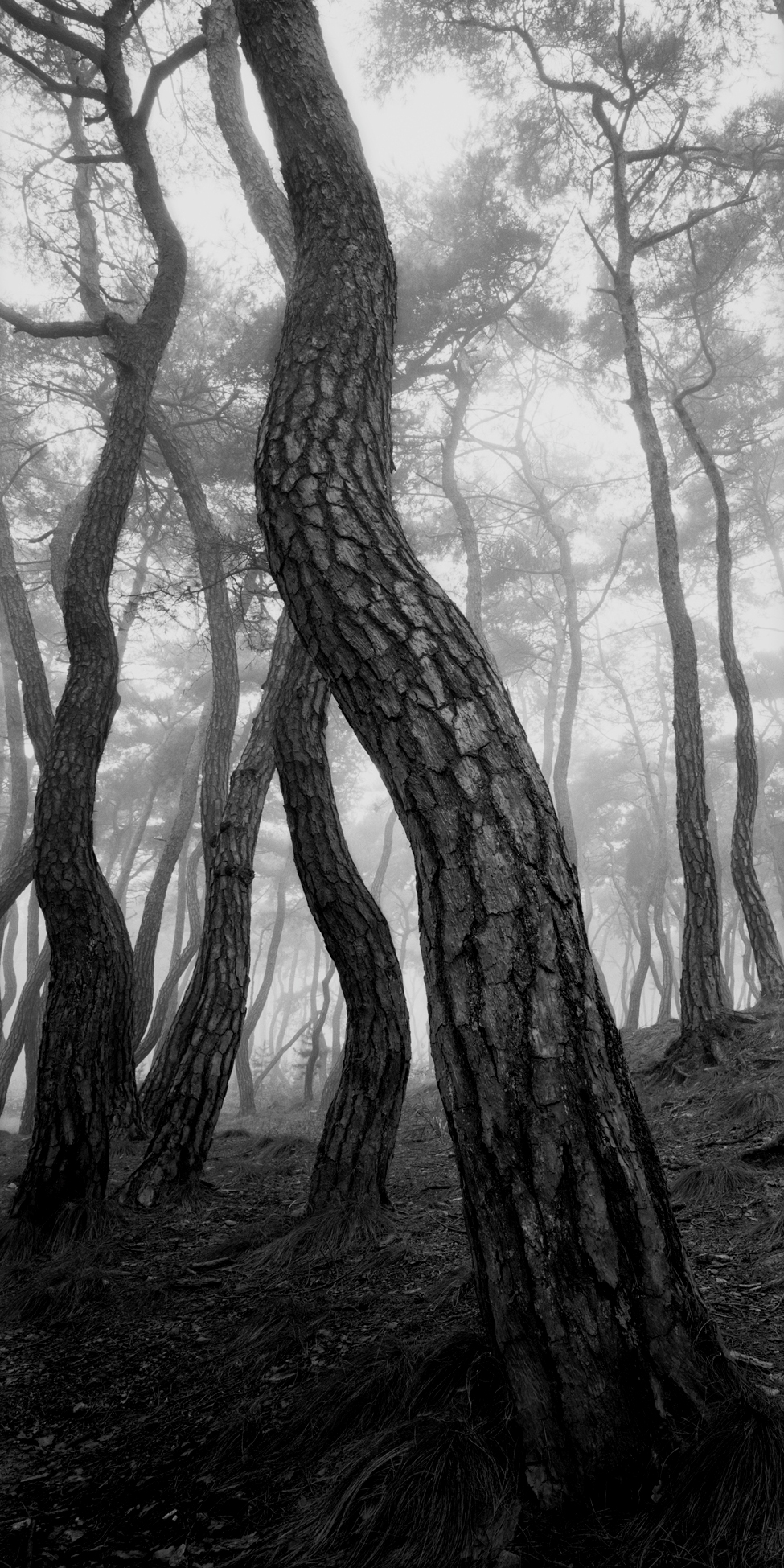 snm1a_169v_5106164_280508