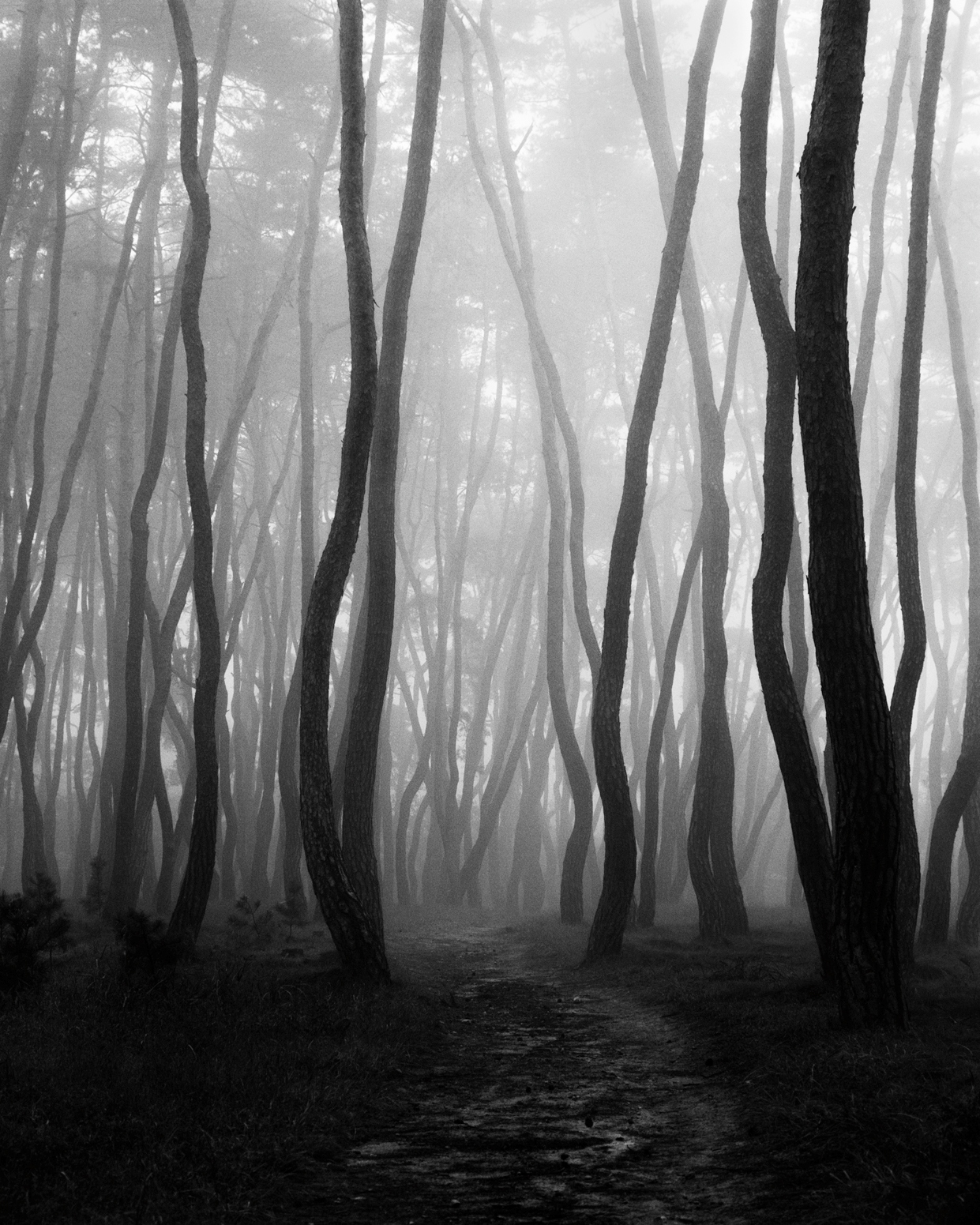 snm2a-007v_5089928_090506