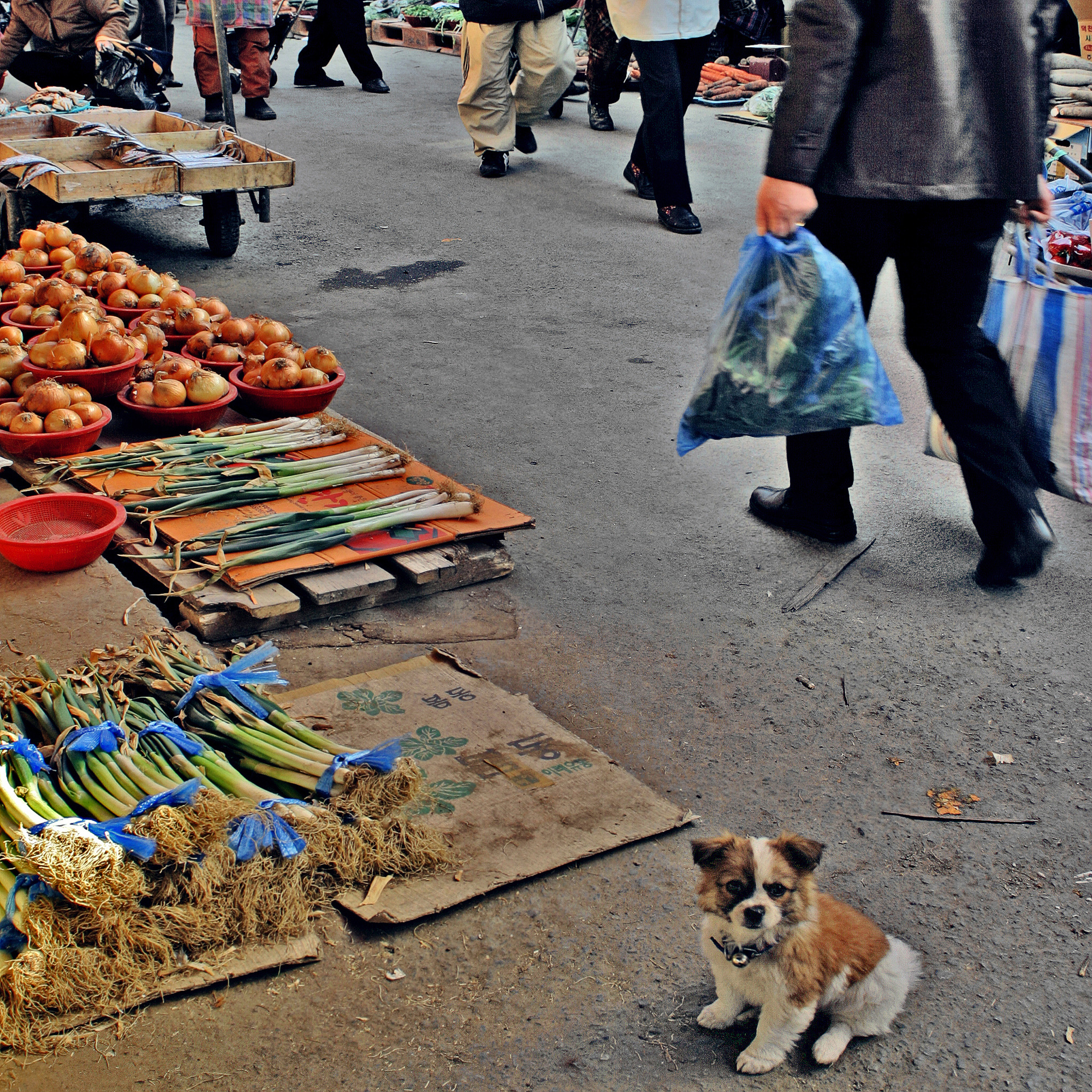 스치던풍경22-부산부전시장-측은한표정강아지_2004