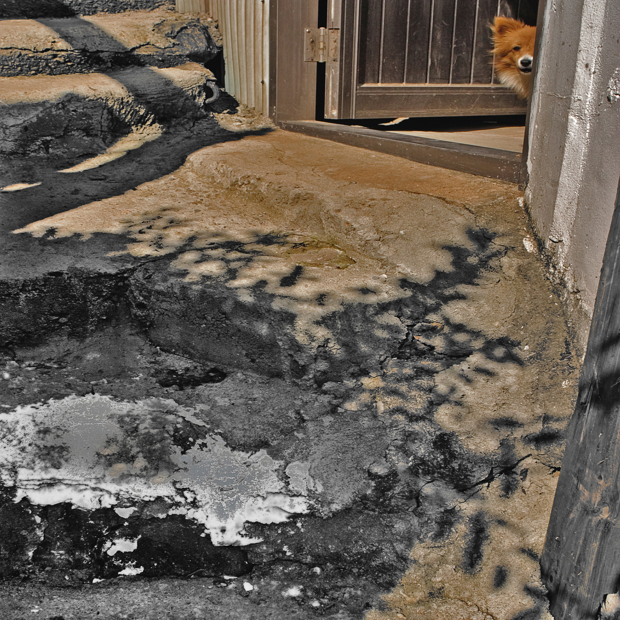 스치던풍경79-상도동-짖지도않는녀석_2005