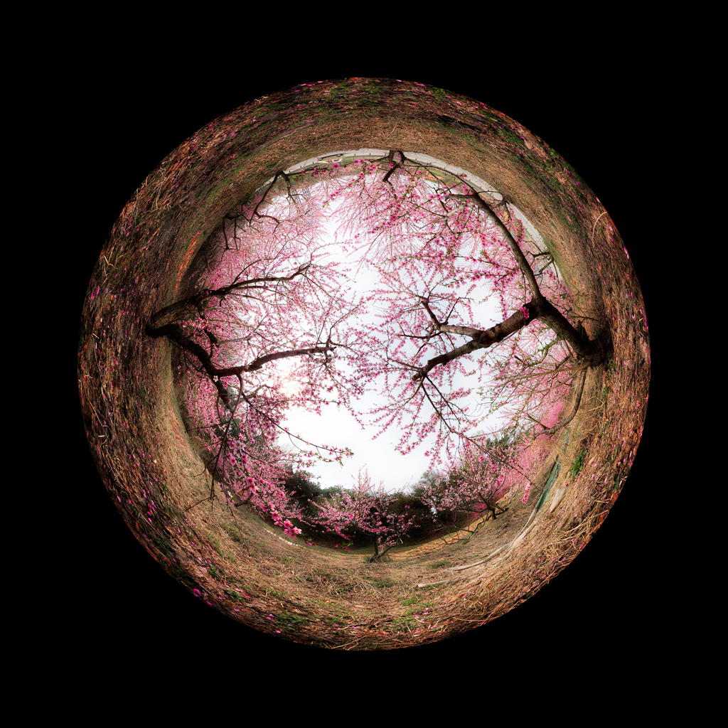 Dohwa2, Fuji Digital Print, 125 x 123, cm, 2008