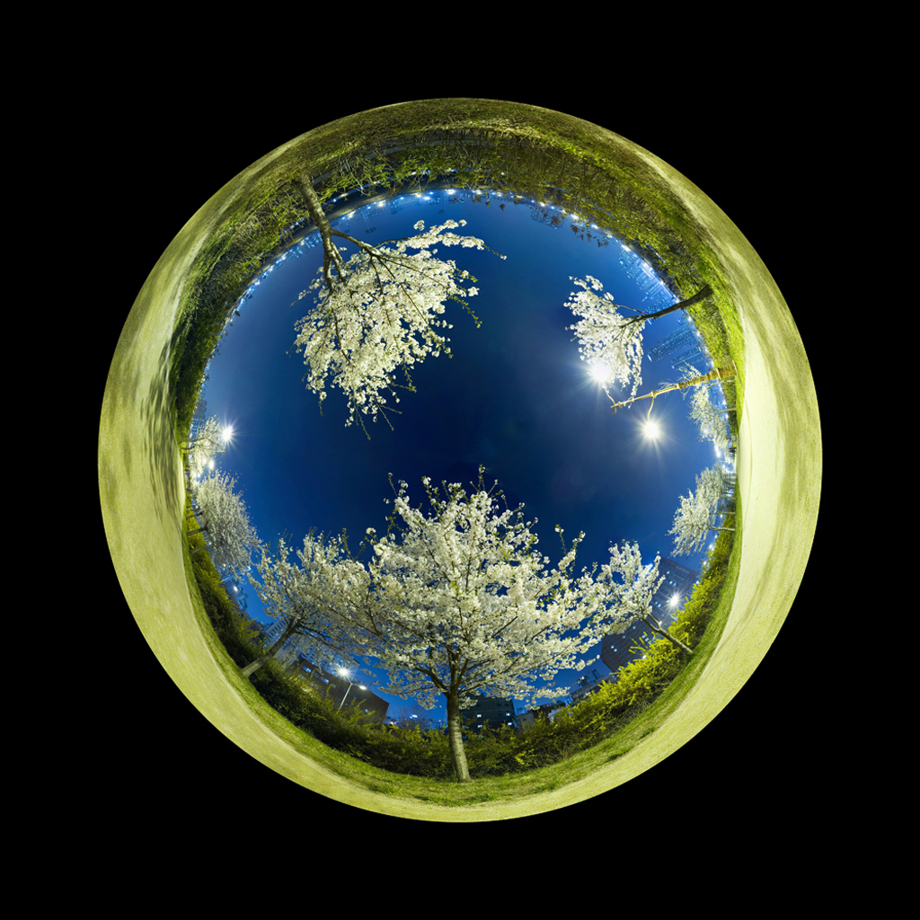 Flower, Fuji Digital Print, 125 x 123, cm, 2008