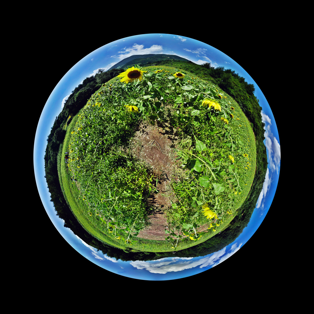 Sun Flower1, Fuji Digital Print, 125 x 123, cm, 2008