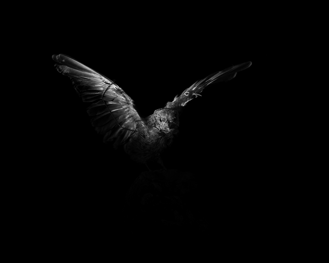 0091박제의 초상 2009_ Bird_final