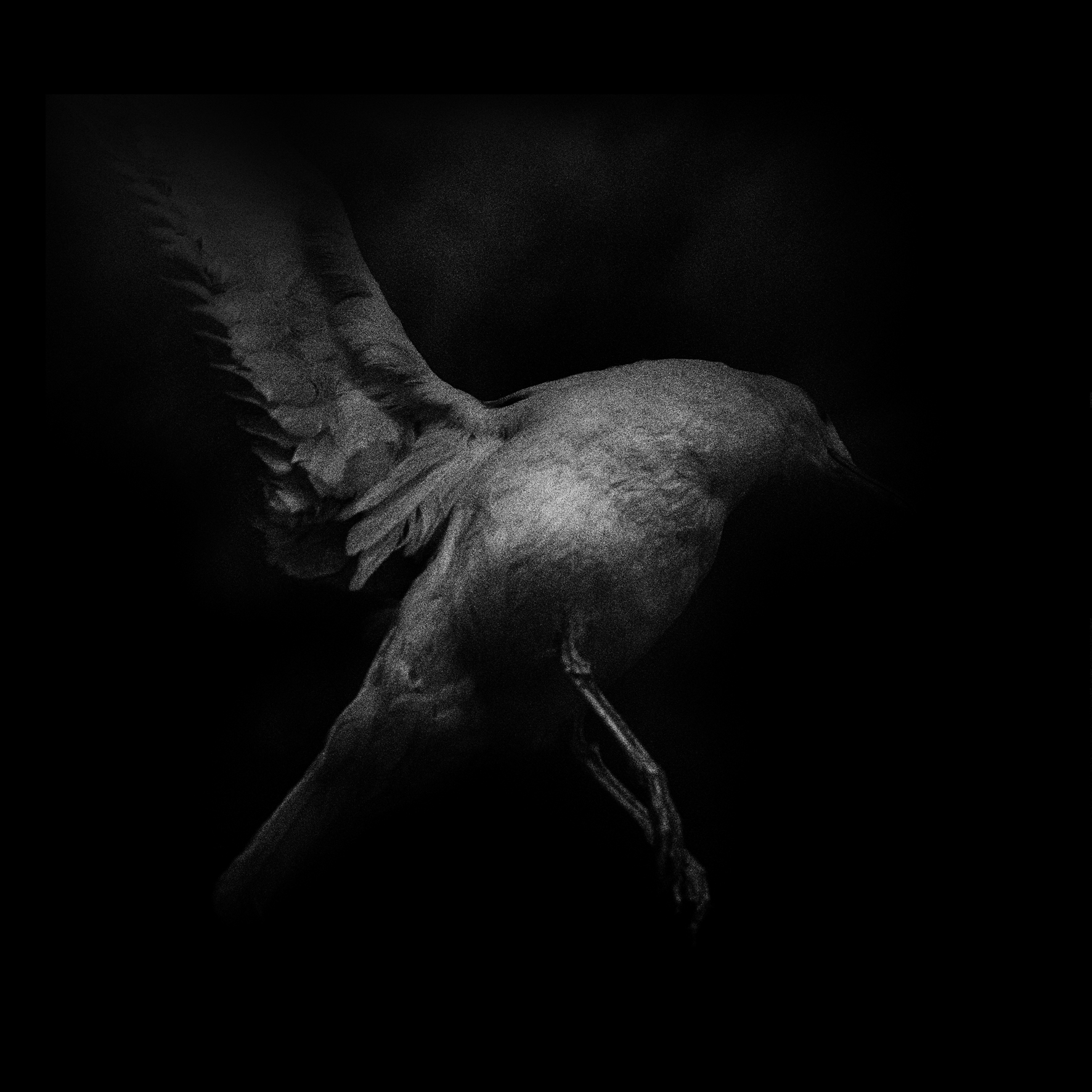 0092박제의 초상 2009_ Gull_final, 갈매기, 104x104,2005